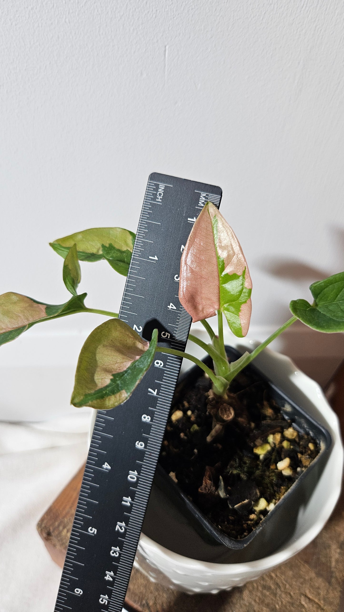 Syngonium Pink Lava (SYN-154)