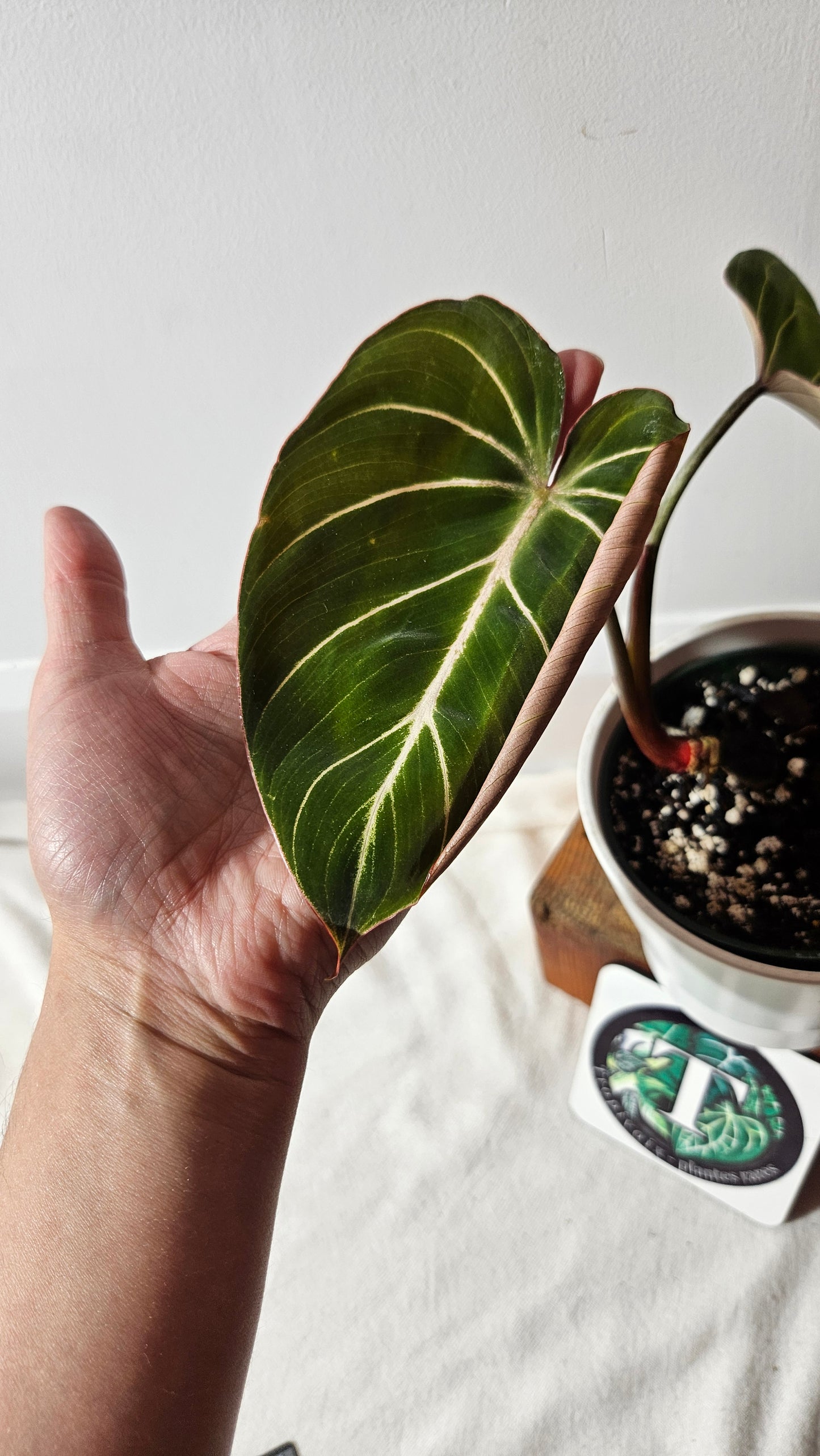 Philodendron Gloriosum Zebra (PHI-783)