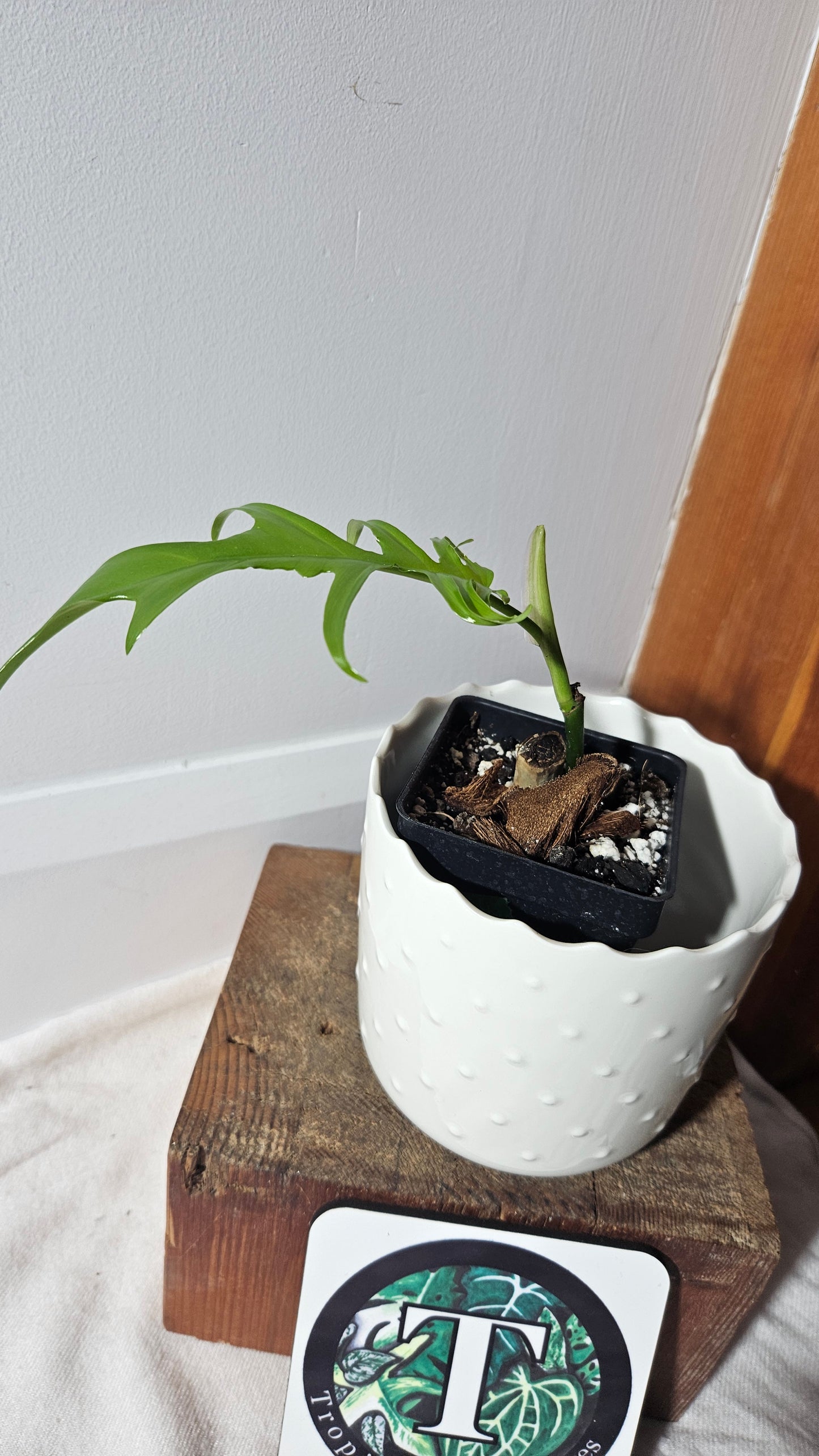 Philodendron Florida Beauty X Tortum REVERT(PHI-759)