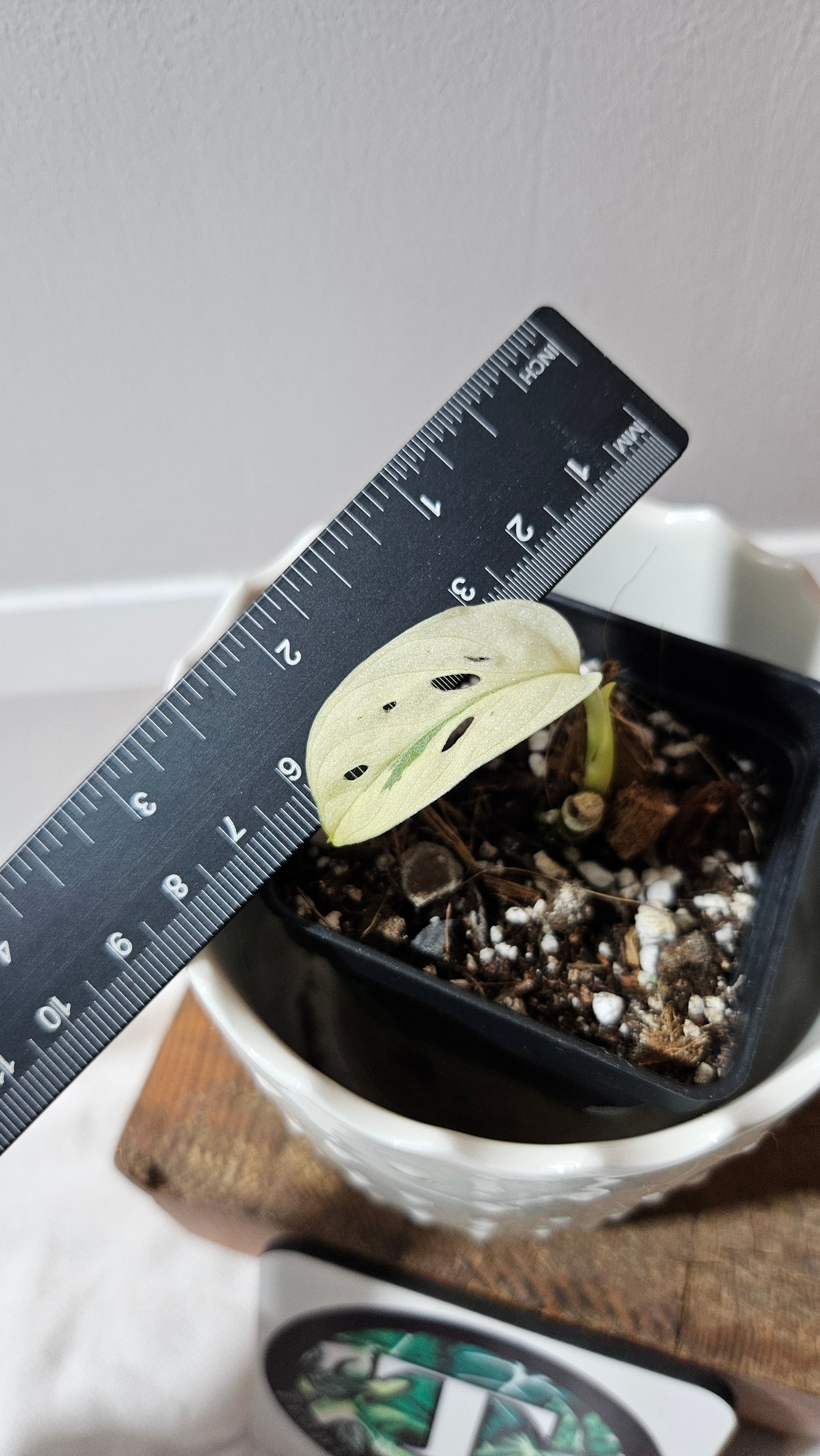 Monstera Andasonii Archipelago Ghost (MON-455)
