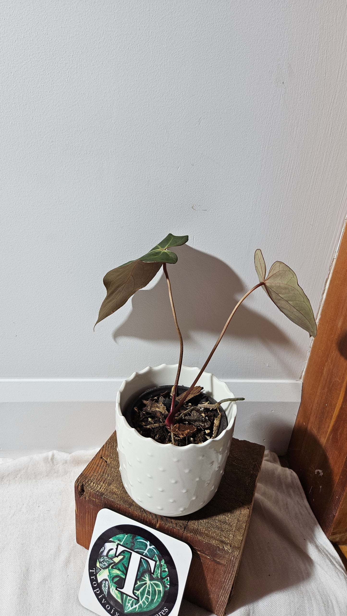 Anthurium Blue Ocean (Blue Papi X AOS) "format MOYEN" (ANT-332)