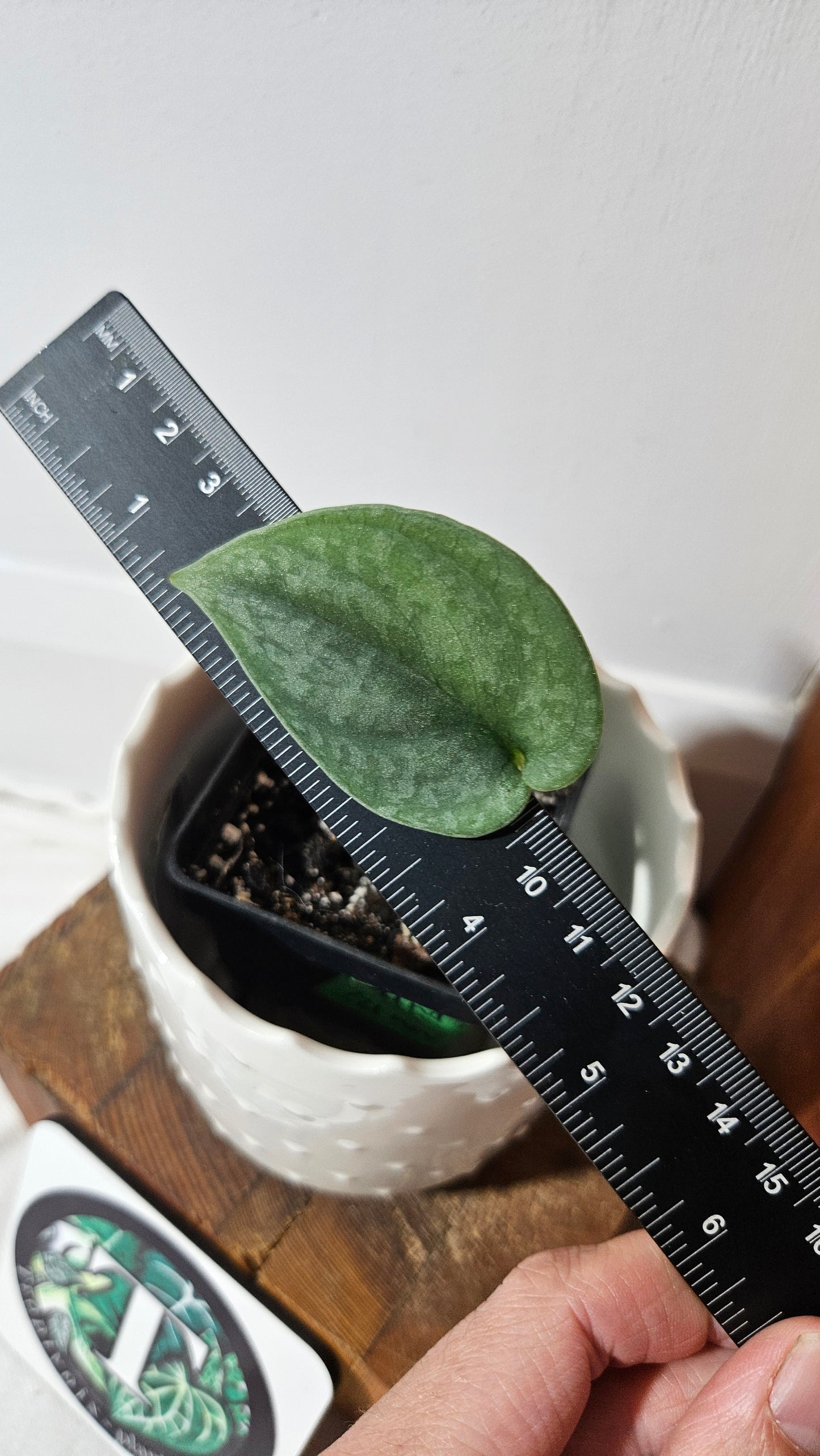 Scindapsus Dark Splash Bornéo (SCI-1037)