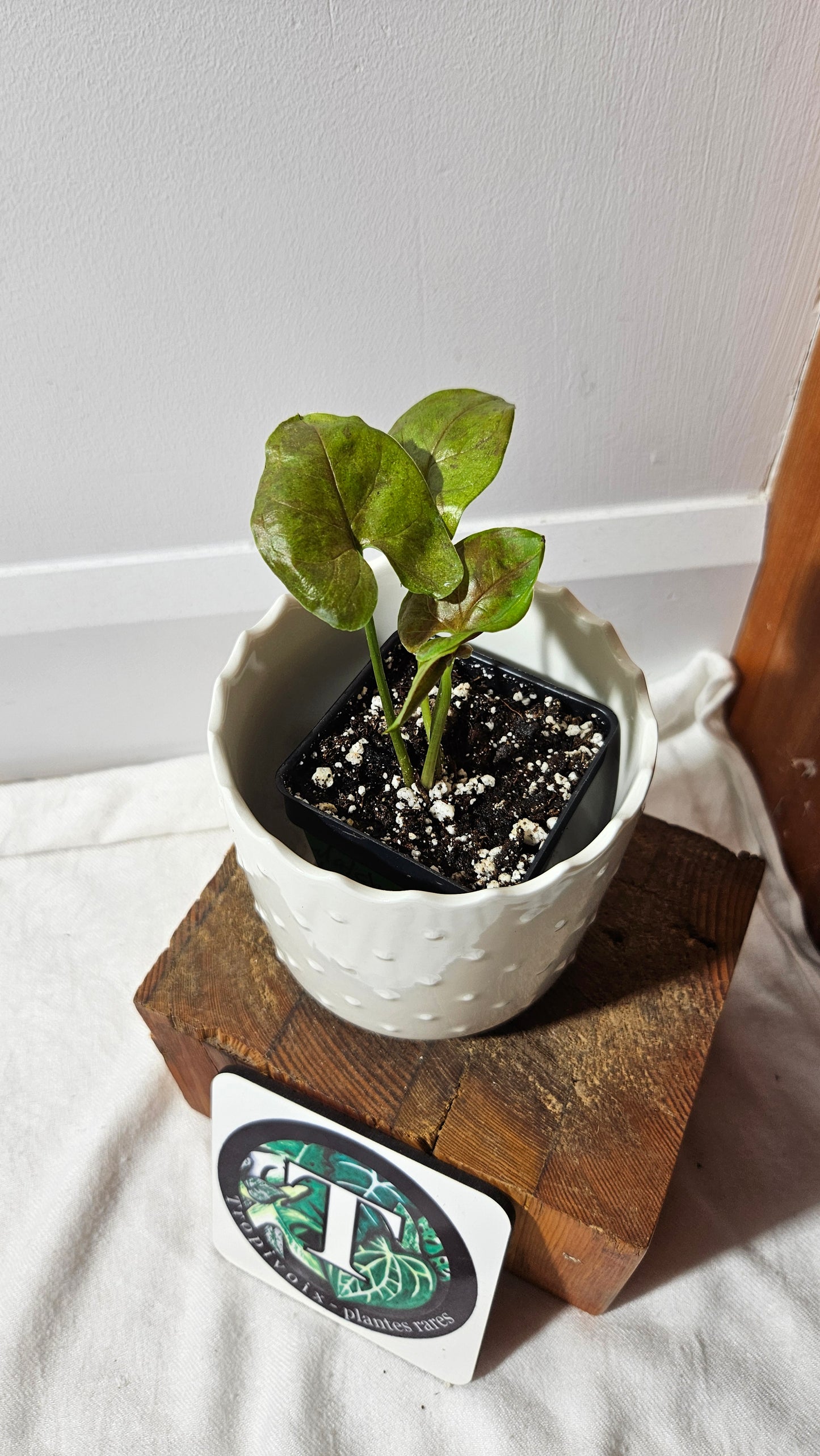 Syngonium Matcha Sprinkle (SYN-433)