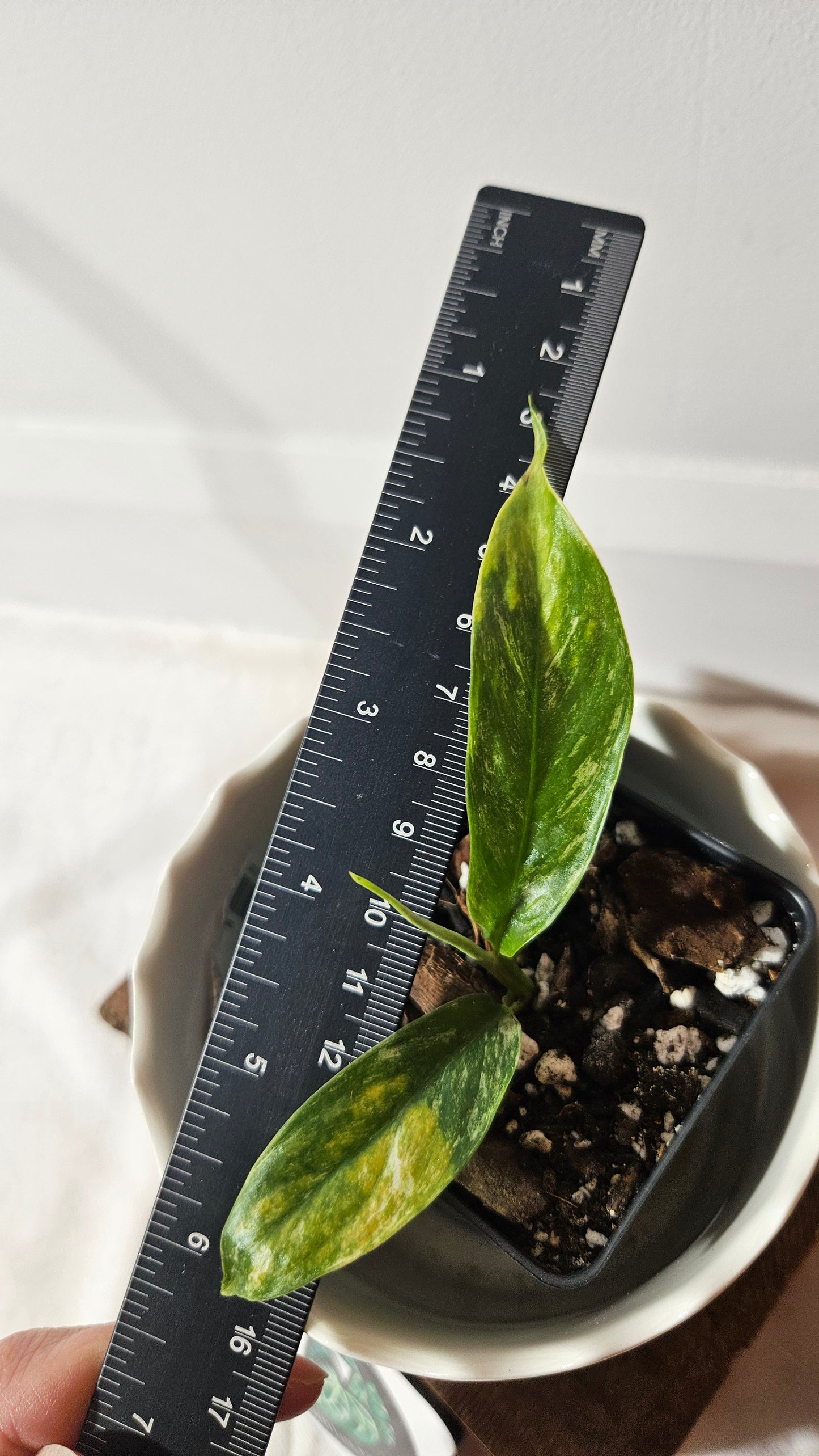 Rhaphidophora Masuwa Variegata (AUT-068)