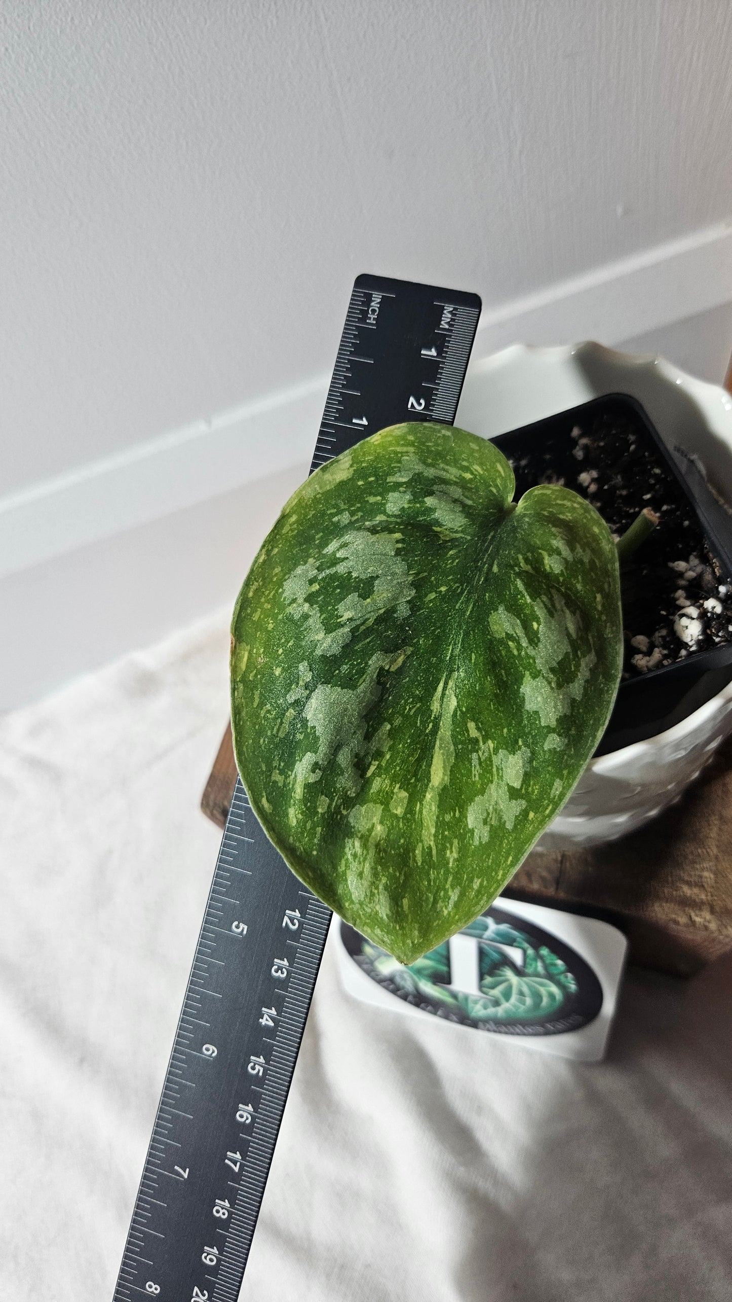 Scindapsus Baticon (SCI-923)