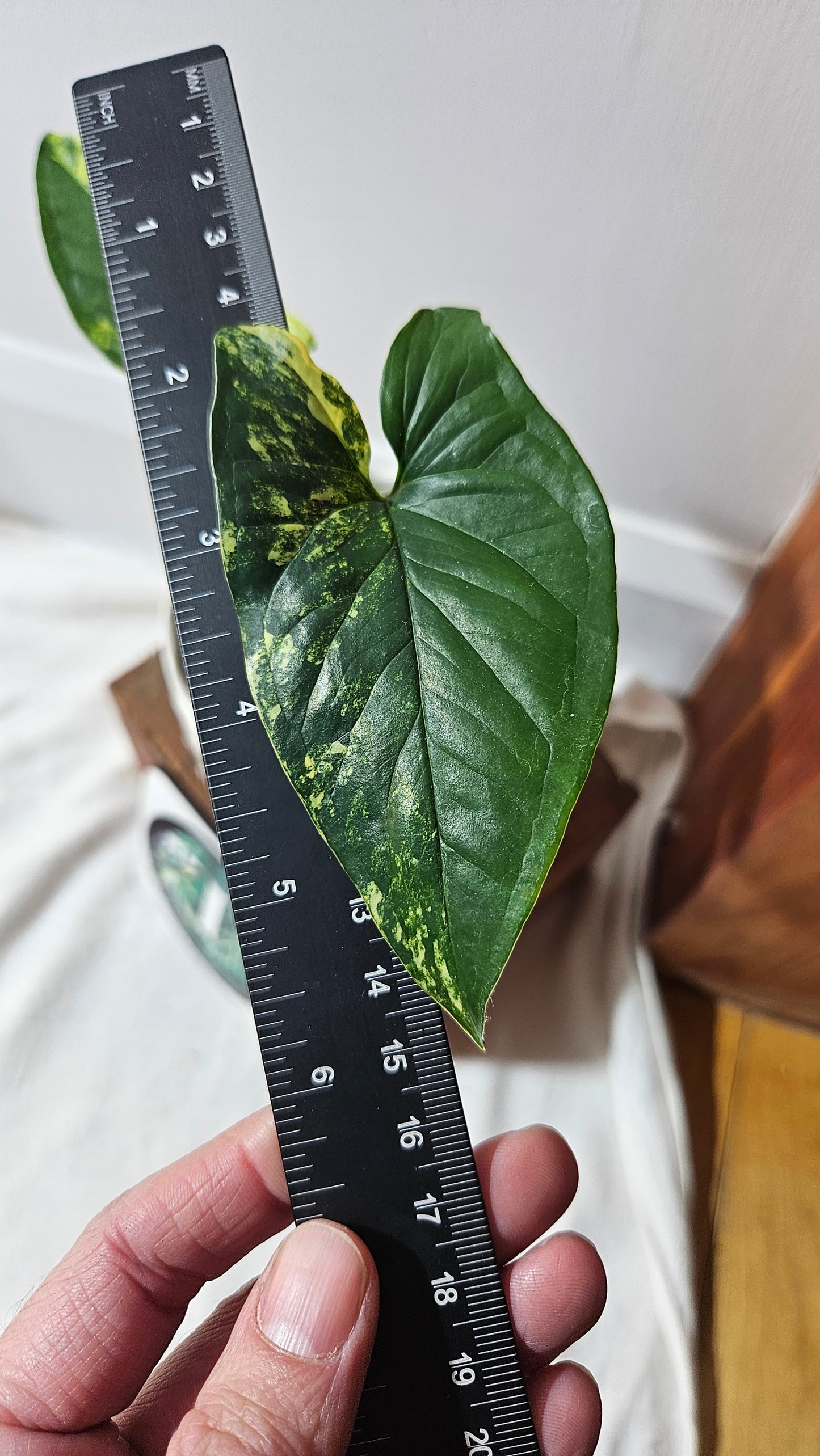 Syngonium Aurea (SYN-310)