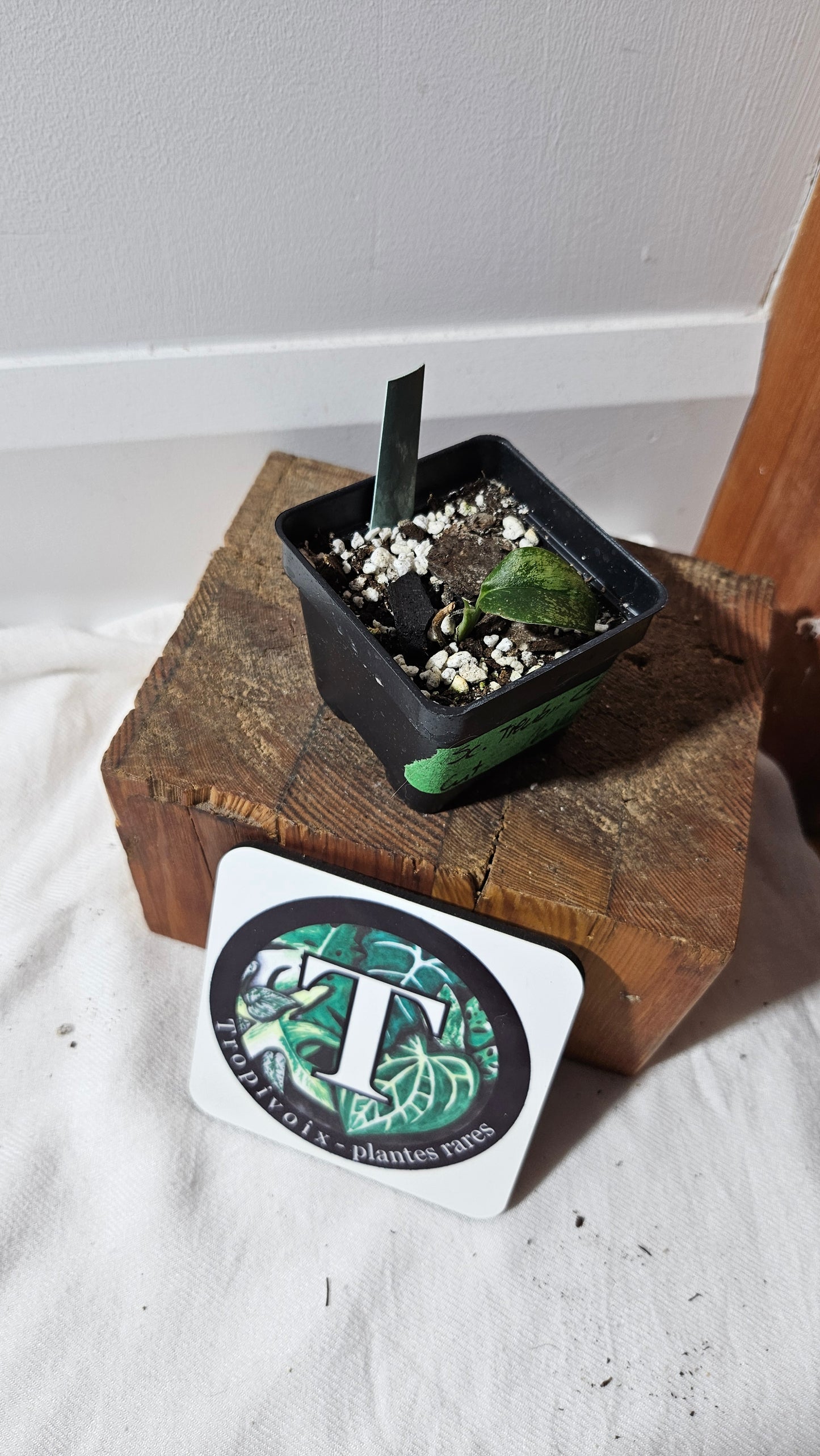 "FREEBIE" Scindapsus Treubii Galaxy 1FREEBIE/PERSONNE (avec achat minimal de 100$ avant taxes)