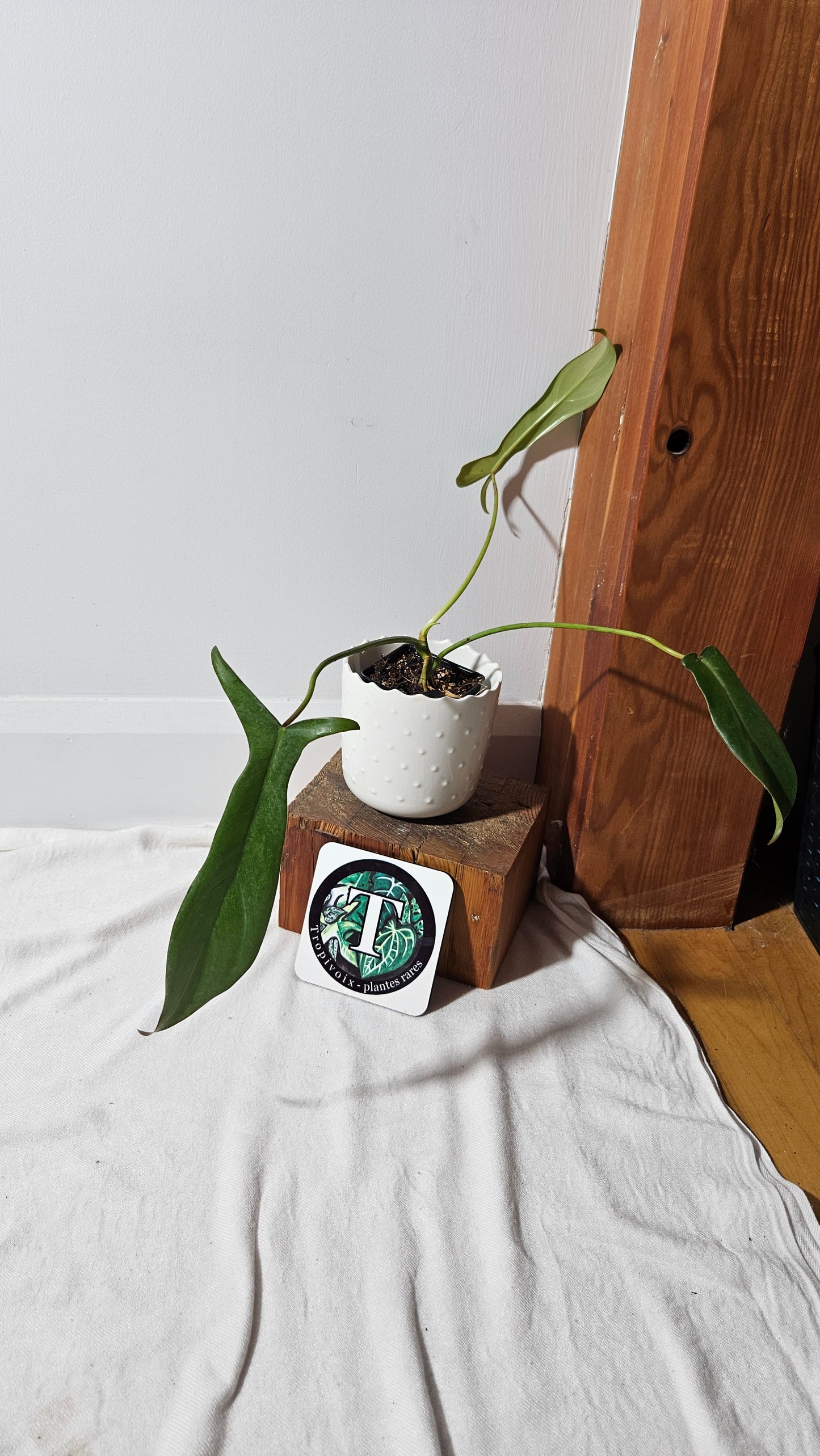 Philodendron Longilobatum (PHI-341)