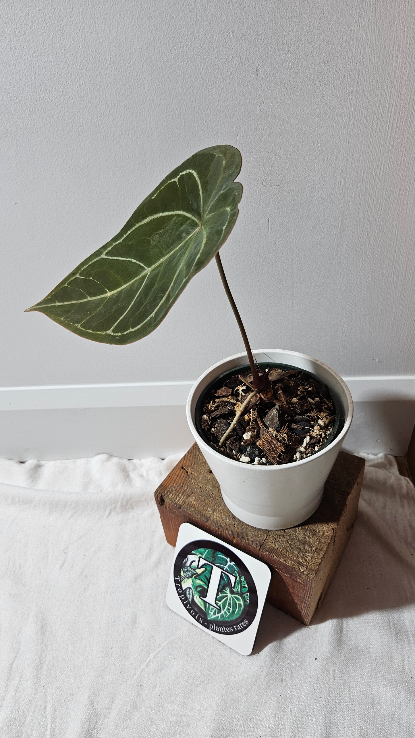 Anthurium Forgetti hybrid "format MOYEN" (ANT-121)