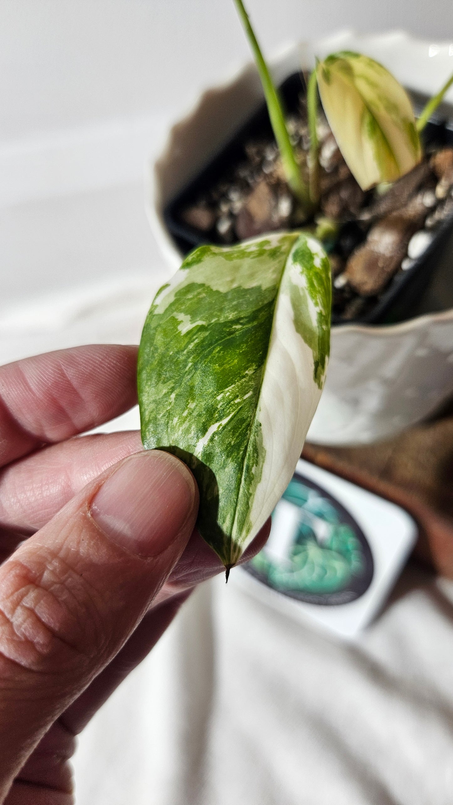 Monstera Lechleriana Albo (MON-399)