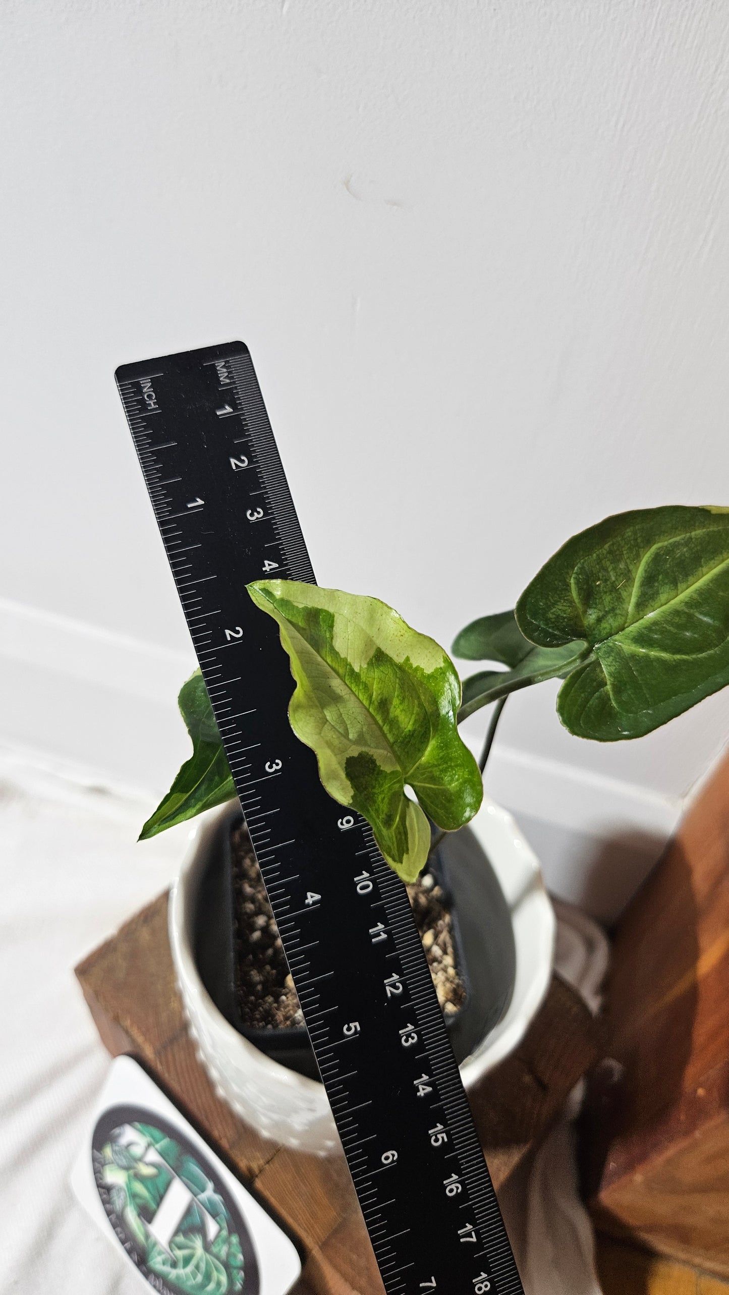 Syngonium Three kings (SYN-445)