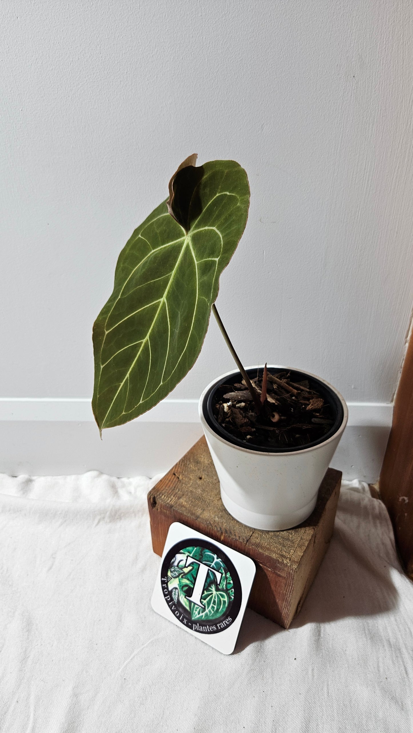 Anthurium Dressleri × Hoffmanii "format LARGE" (ANT-523)