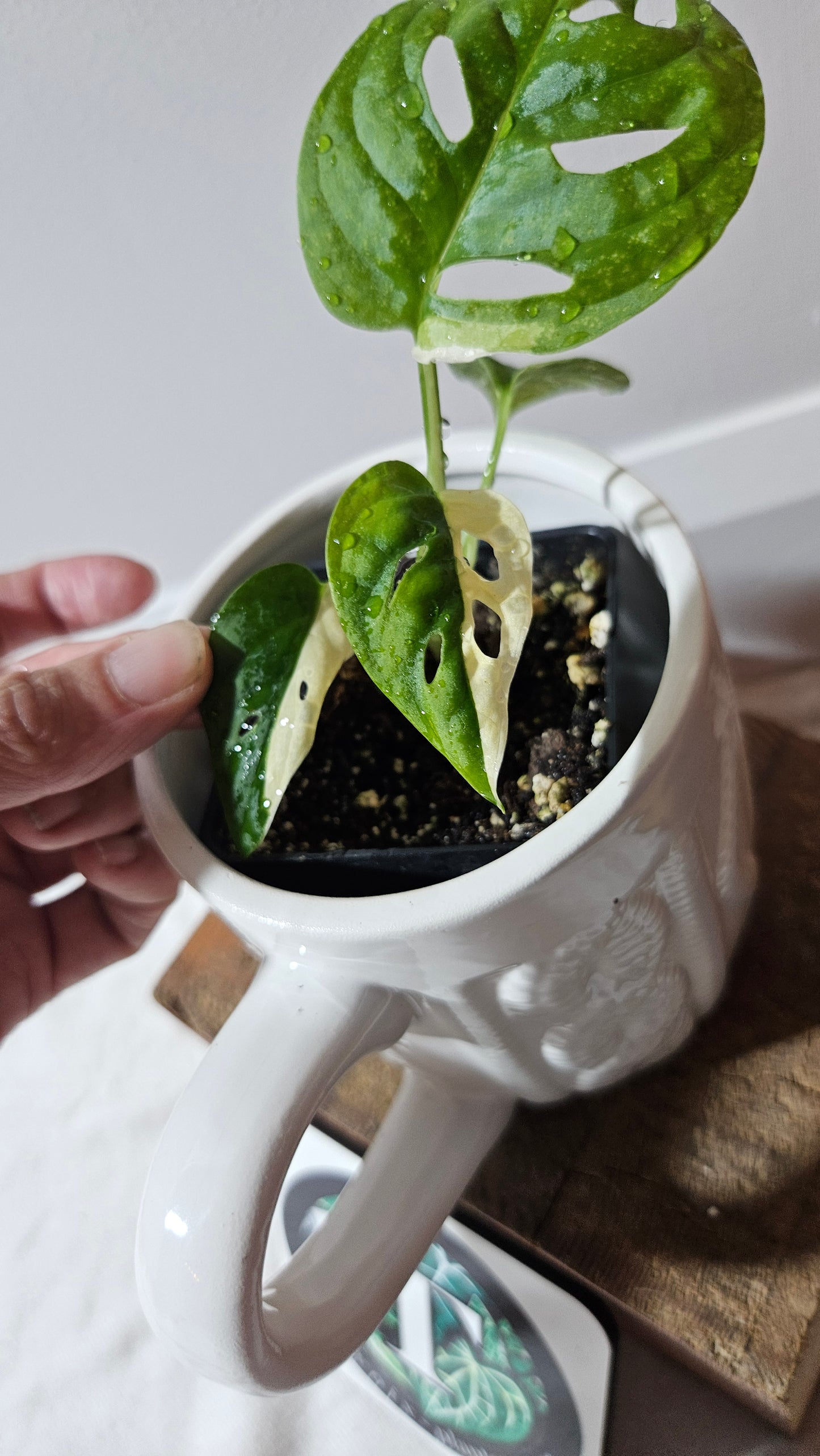 Monstera Andasonii Albo (MON-472)