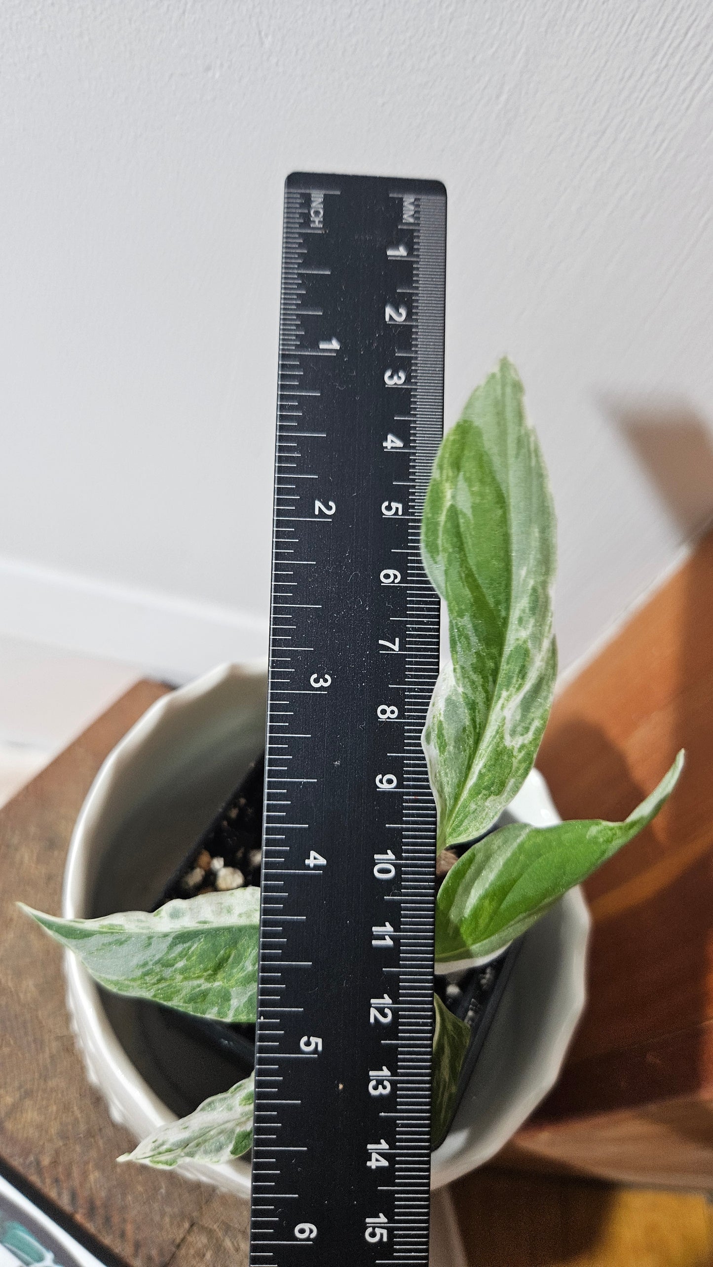 Monstera Andasonii Mint/Indo (MON-409)