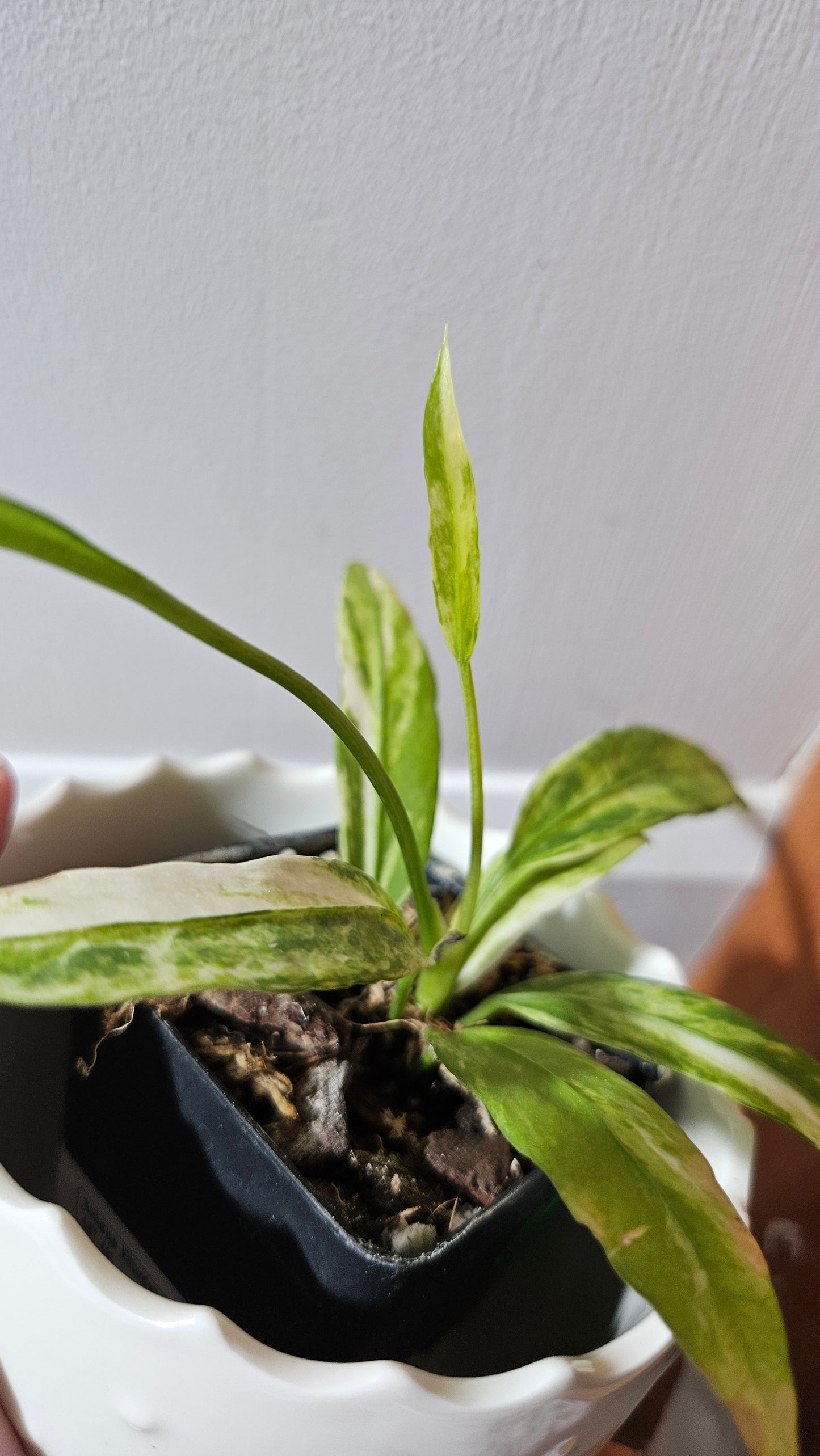 Anthurium Vittarifolium Variegata "format PETIT"(ANT-443)