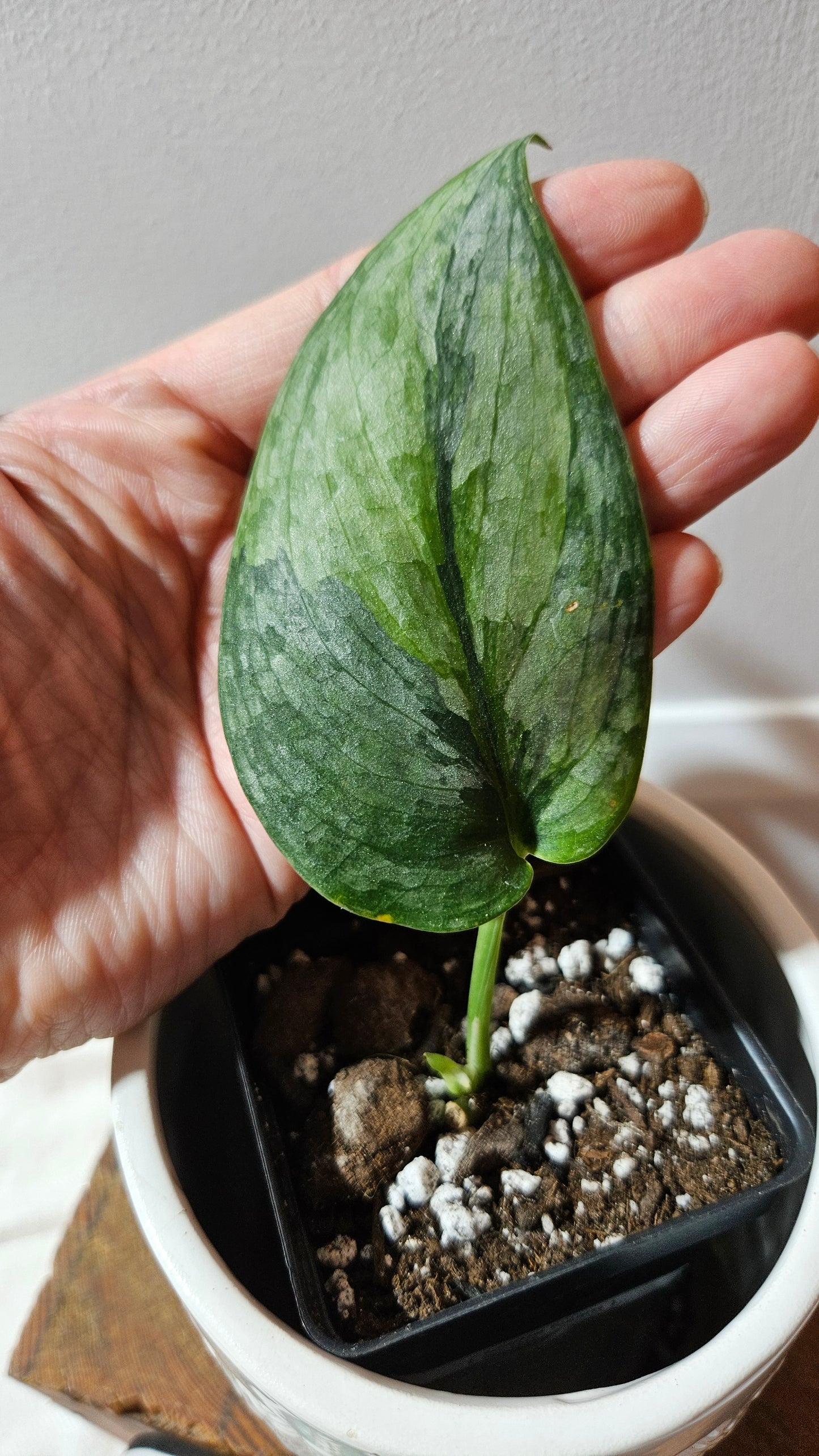 Scindapsus Pajajaran (SCI-1258)