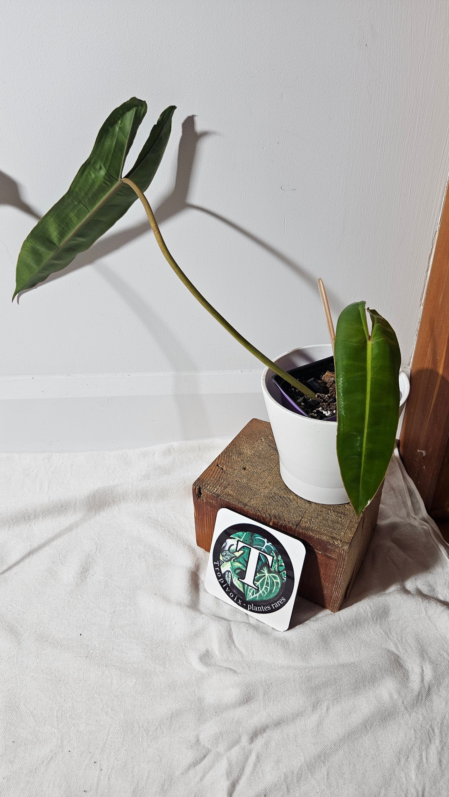 Philodendron Billietiae (PHI-801)