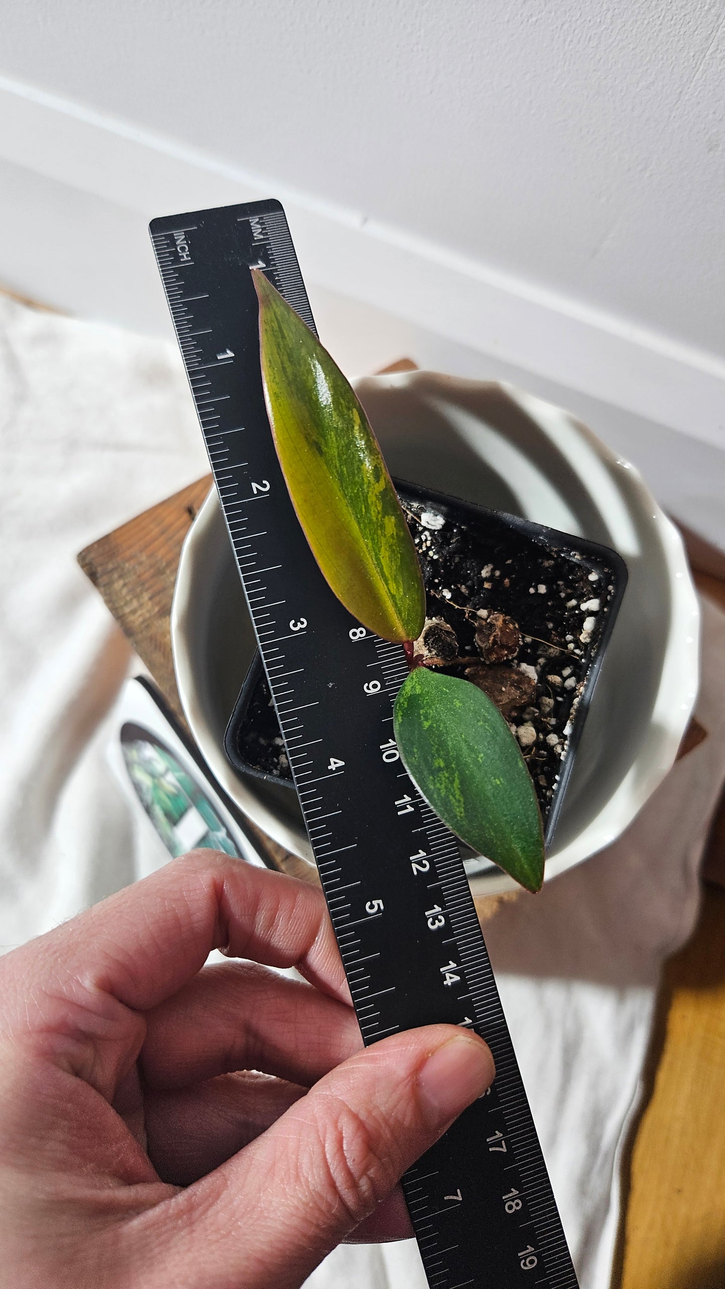 Philodendron Strawberry Shake (PHI-758)
