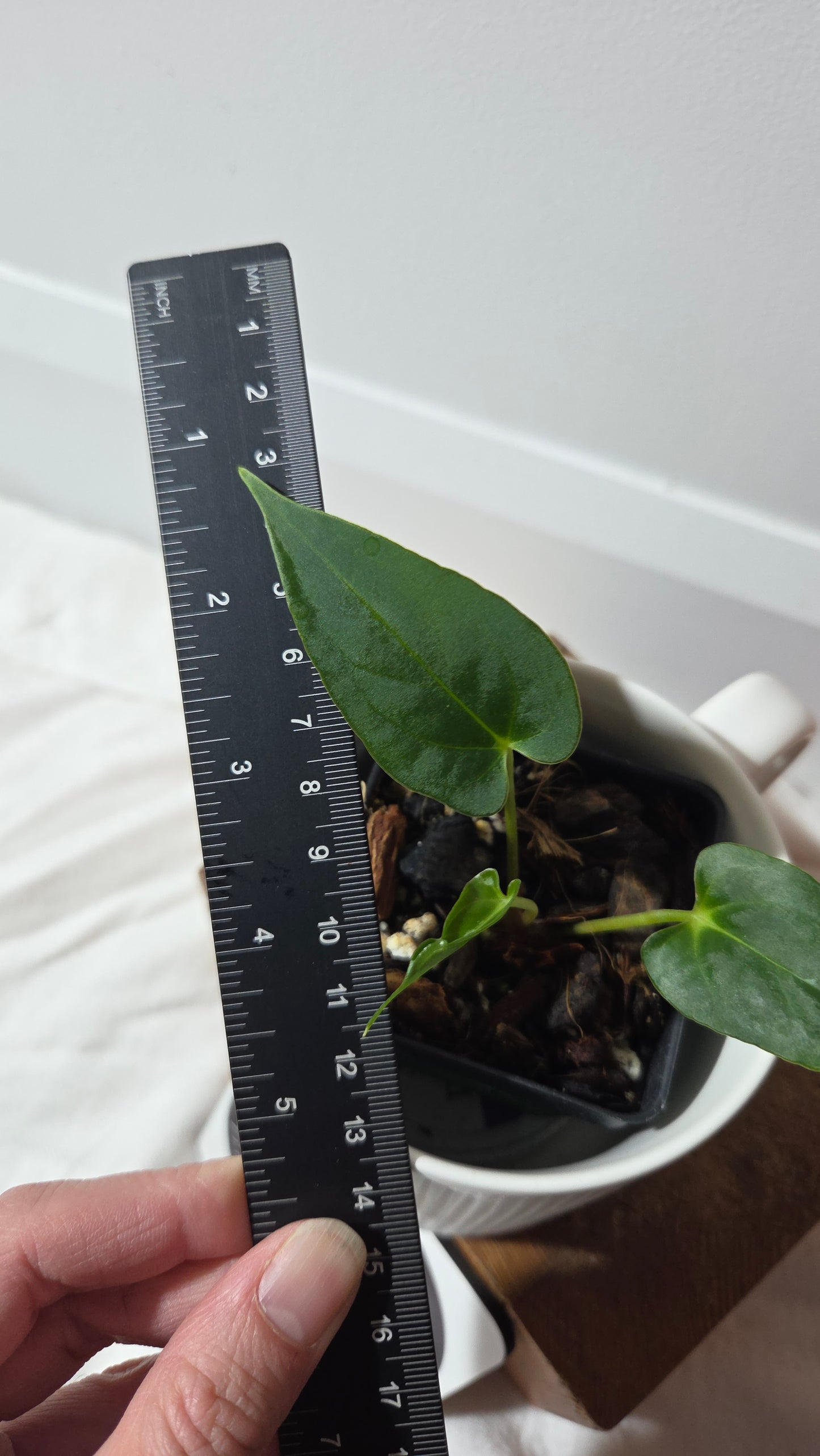 Anthurium Xone × Getafix "format PETIT" (ANT-652)