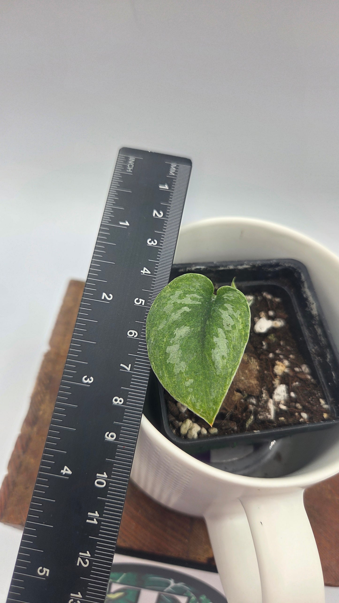 Scindapsus Blue Sky (SCI-1382)