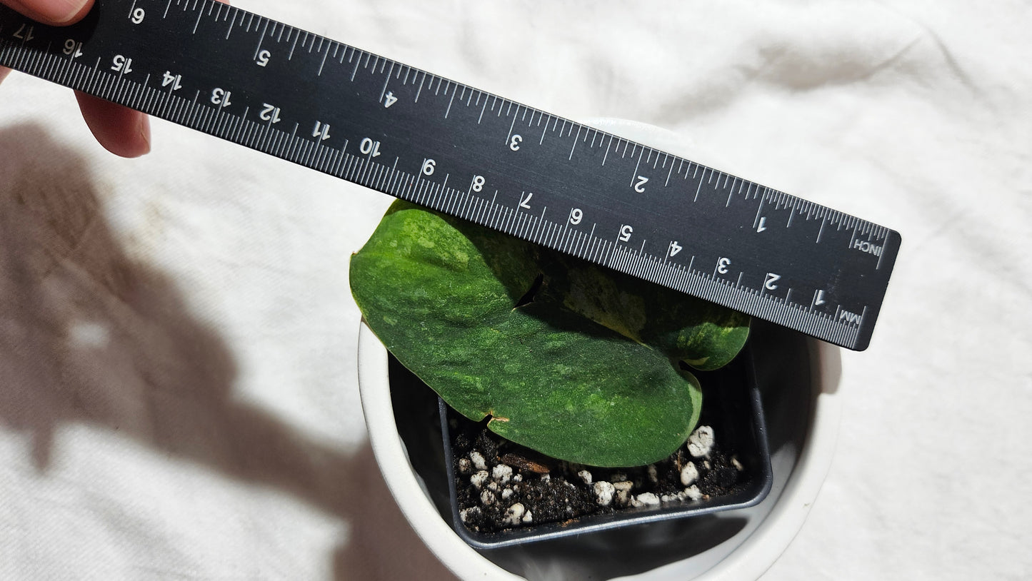 Scindapsus Parahiyangan (SCI-1067)