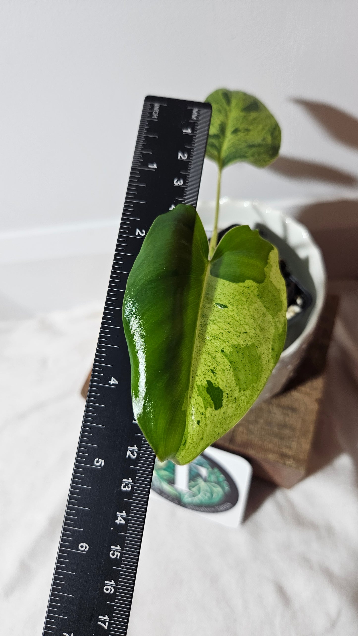 Philodendron BurleMarx Variegata X Paraiso Verde (PHI-740)