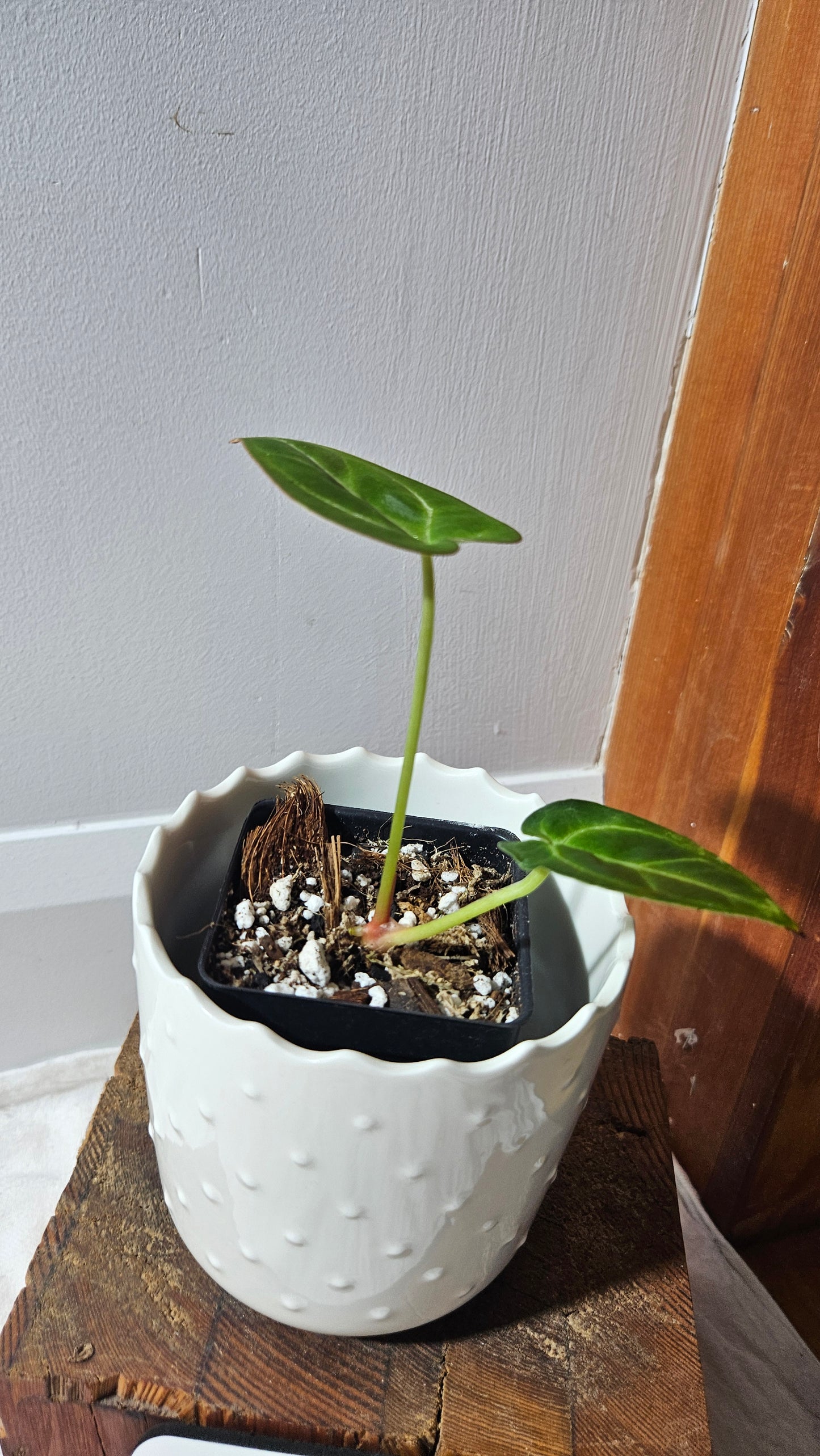 Anthurium Hoffmanii "format SEEDLING" (ANT-588)