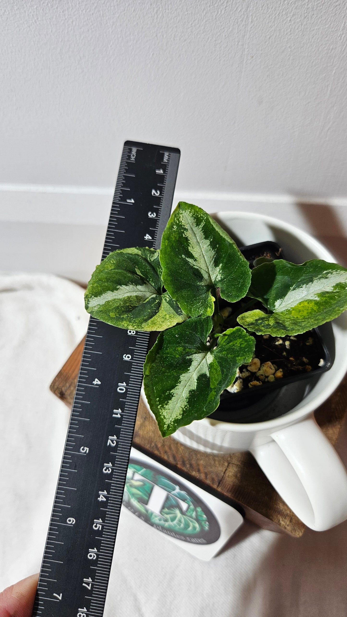 Syngonium Scrambled Eggs (SYN-477)