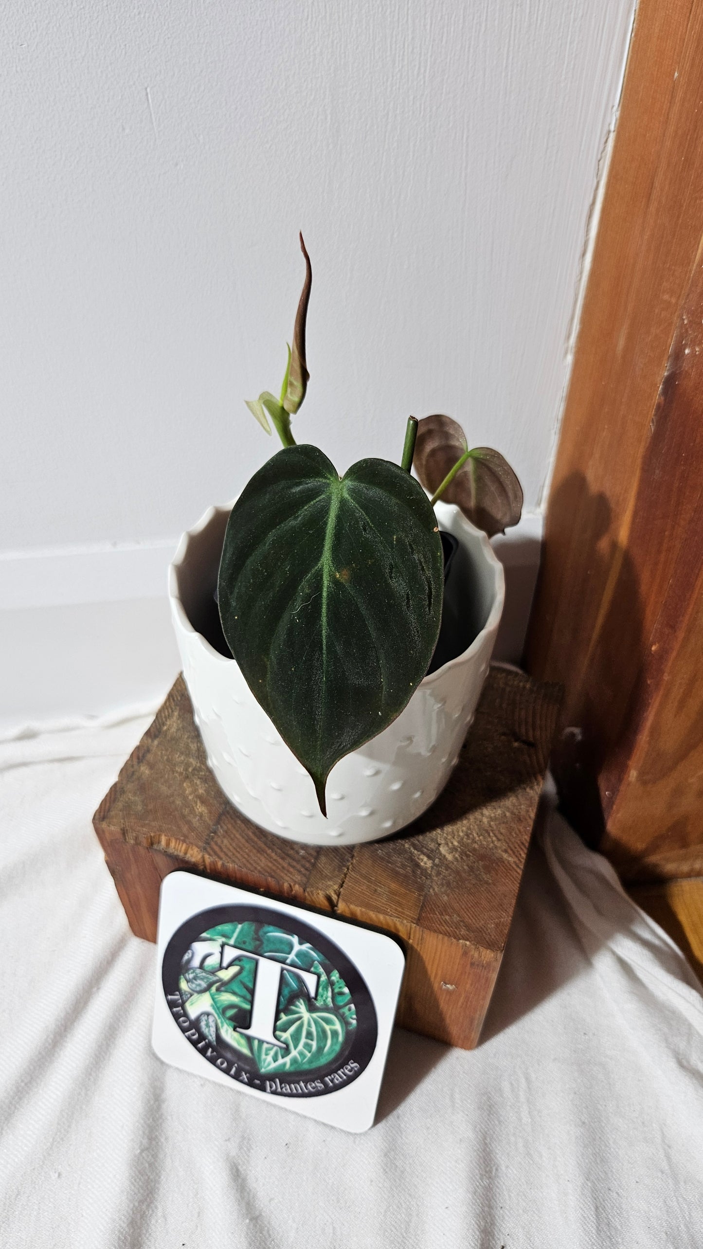 Philodendron Mican Var. REVERT (PHI-843)