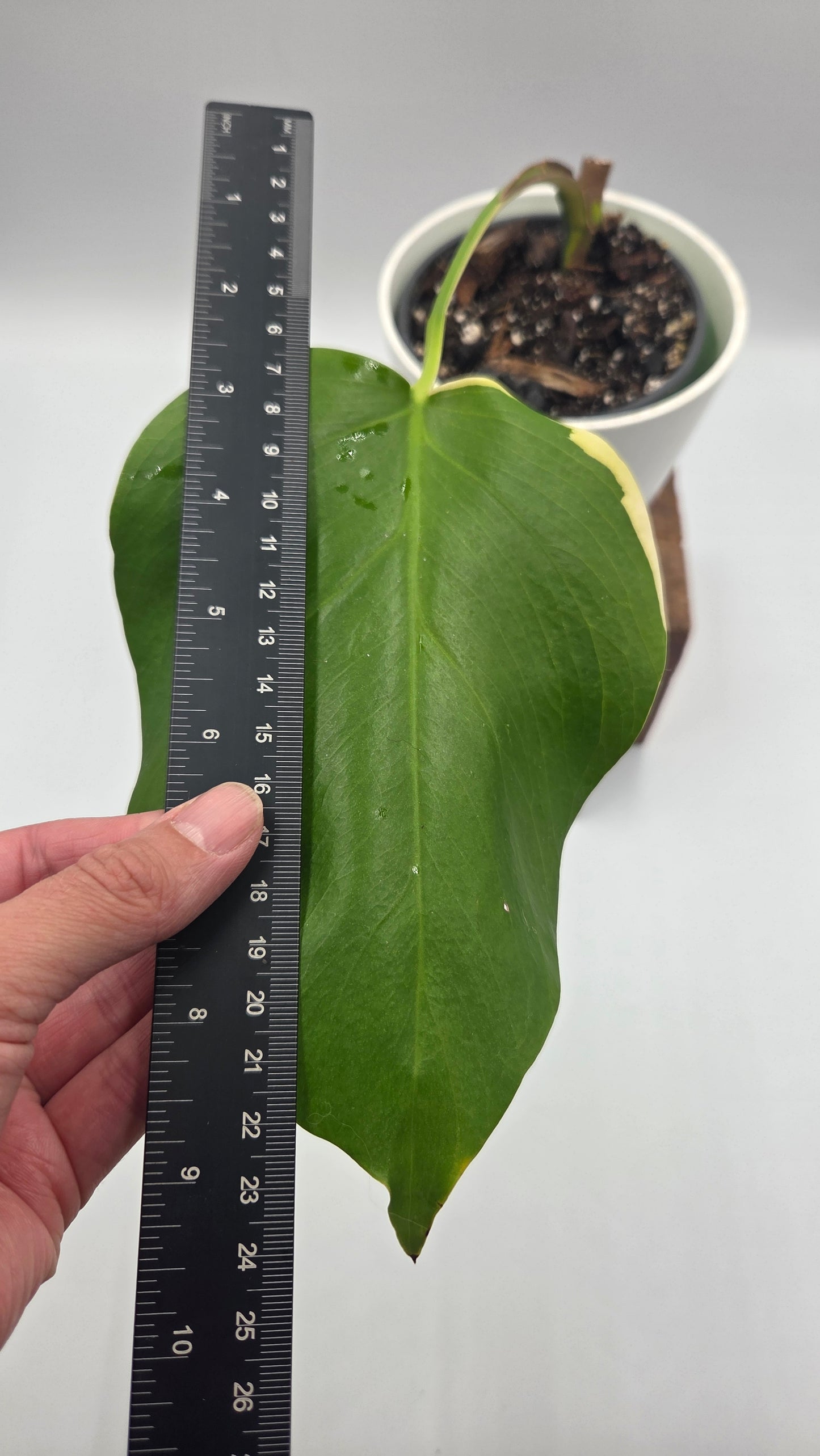 Monstera Aurea (MON-390)