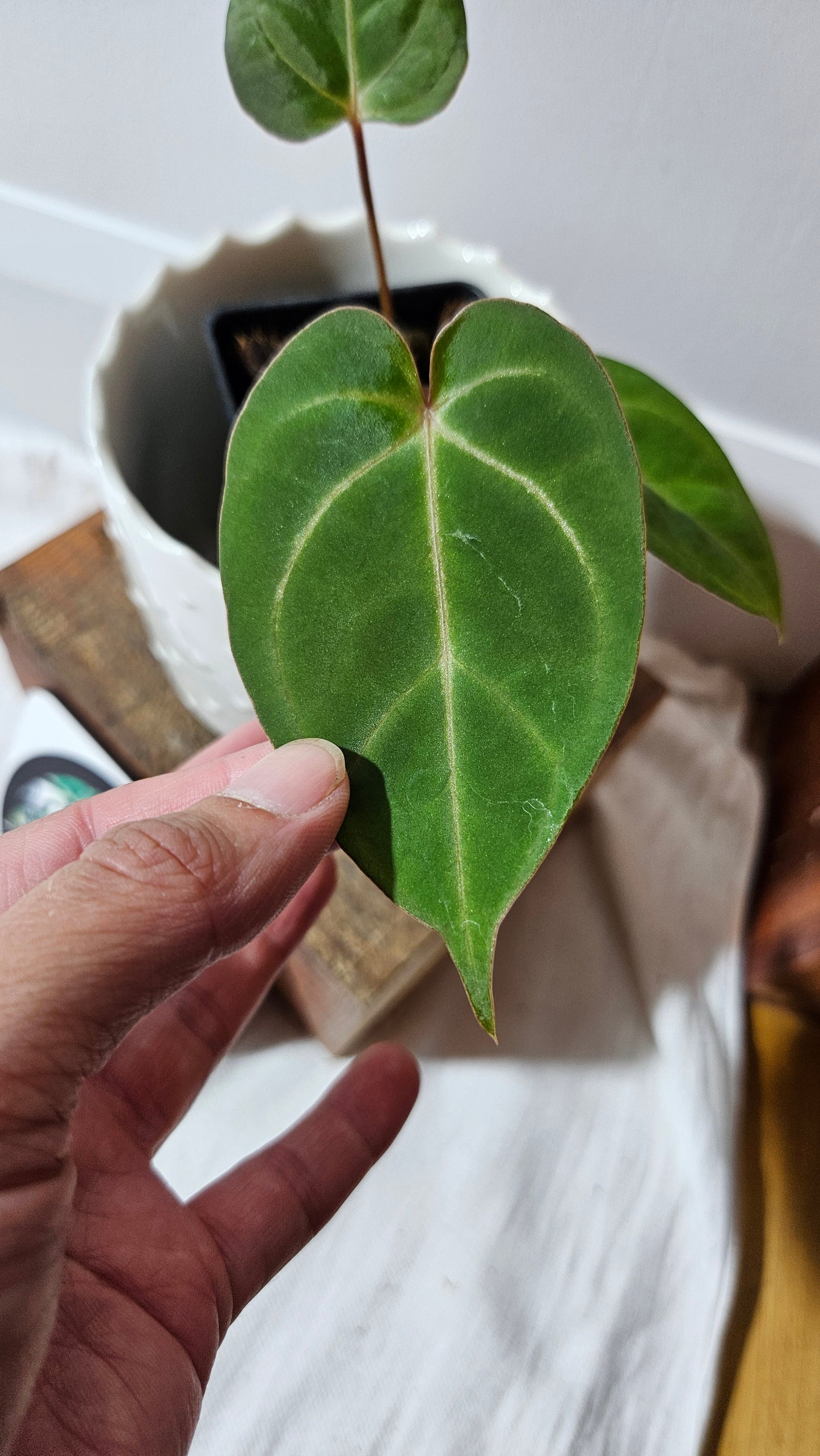 Anthurium AOS (Indo) "format PETIT" (ANT-474)