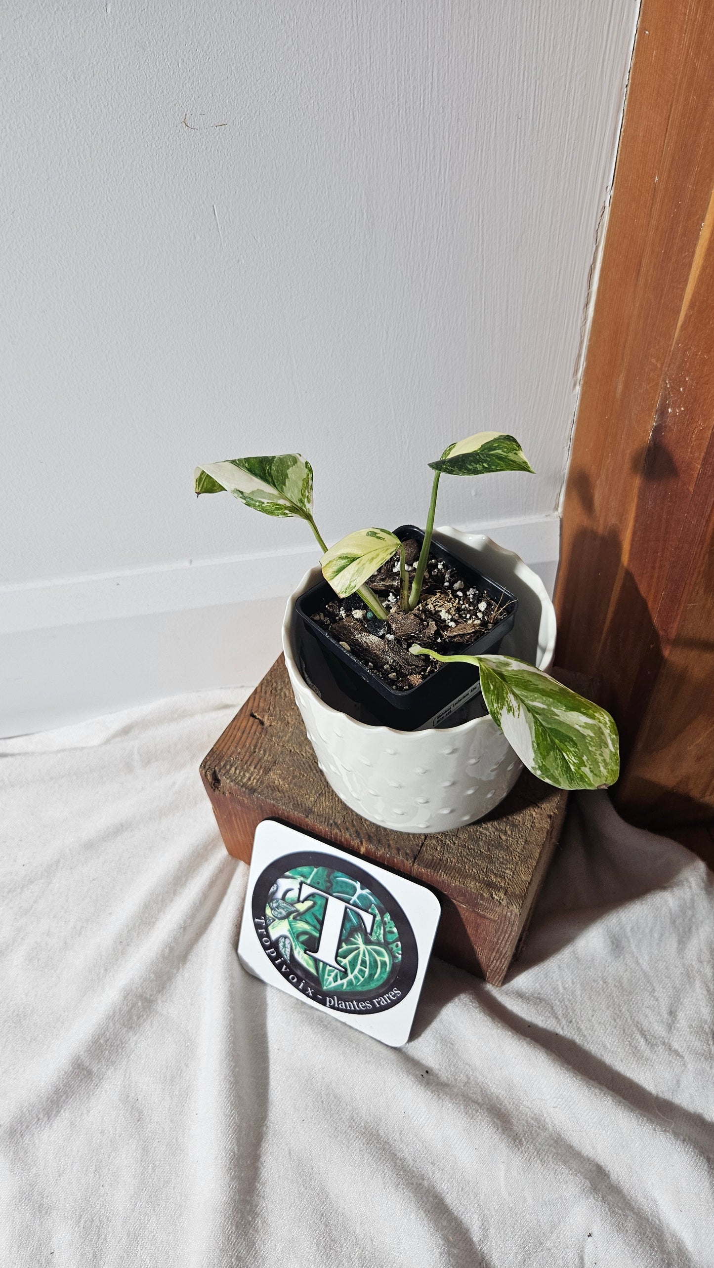 Monstera Lechleriana Albo (MON-399)
