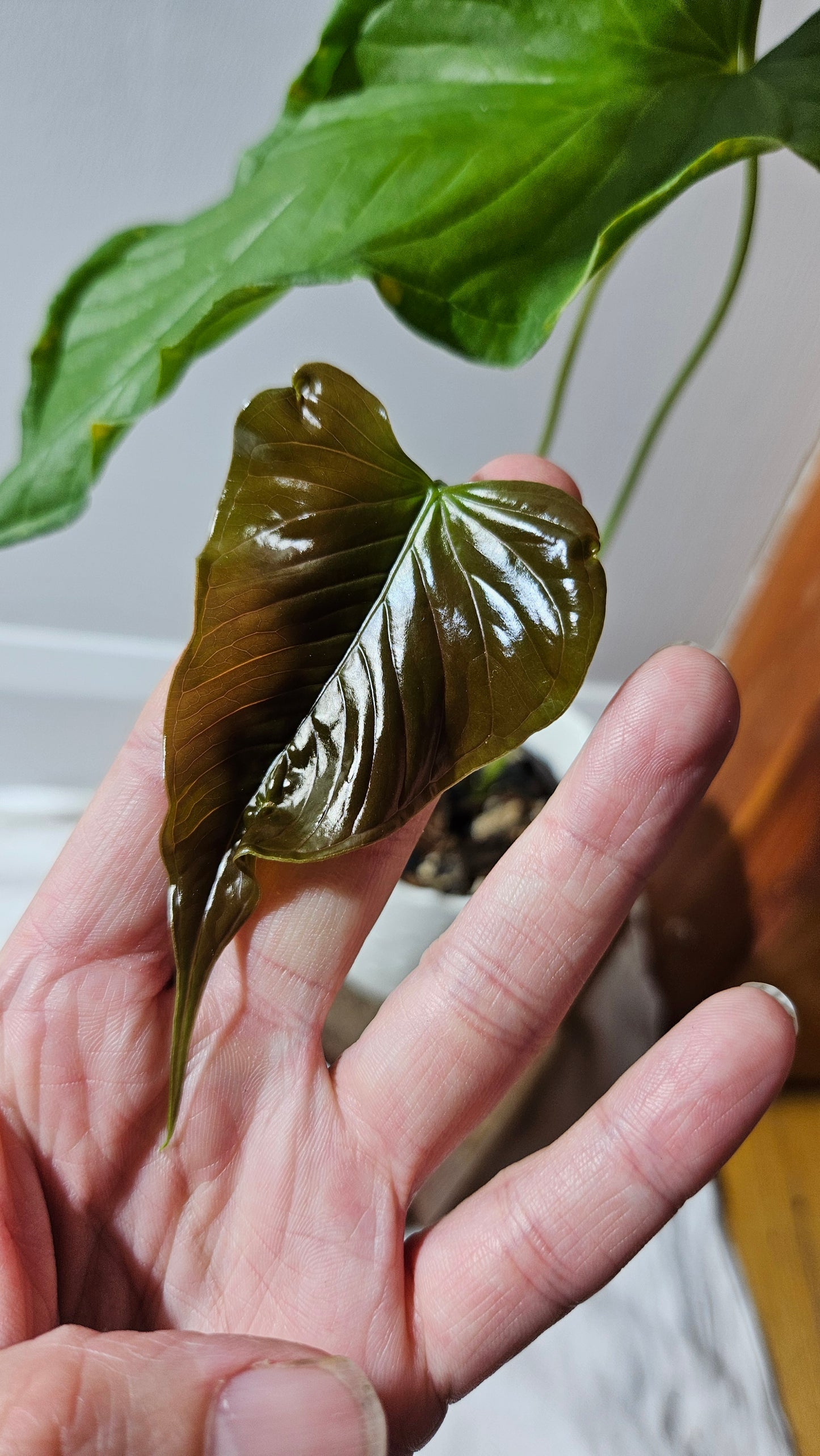 Anthurium Urbanii "Format LARGE" (ANT-442)
