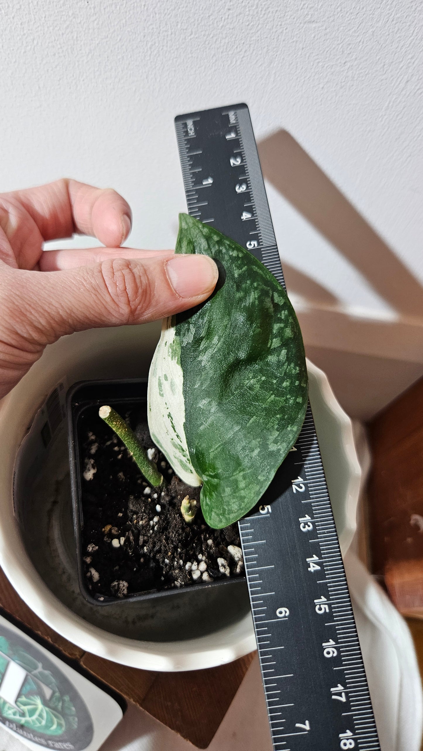 Scindapsus Blue Splash Variegata (SCI-997)