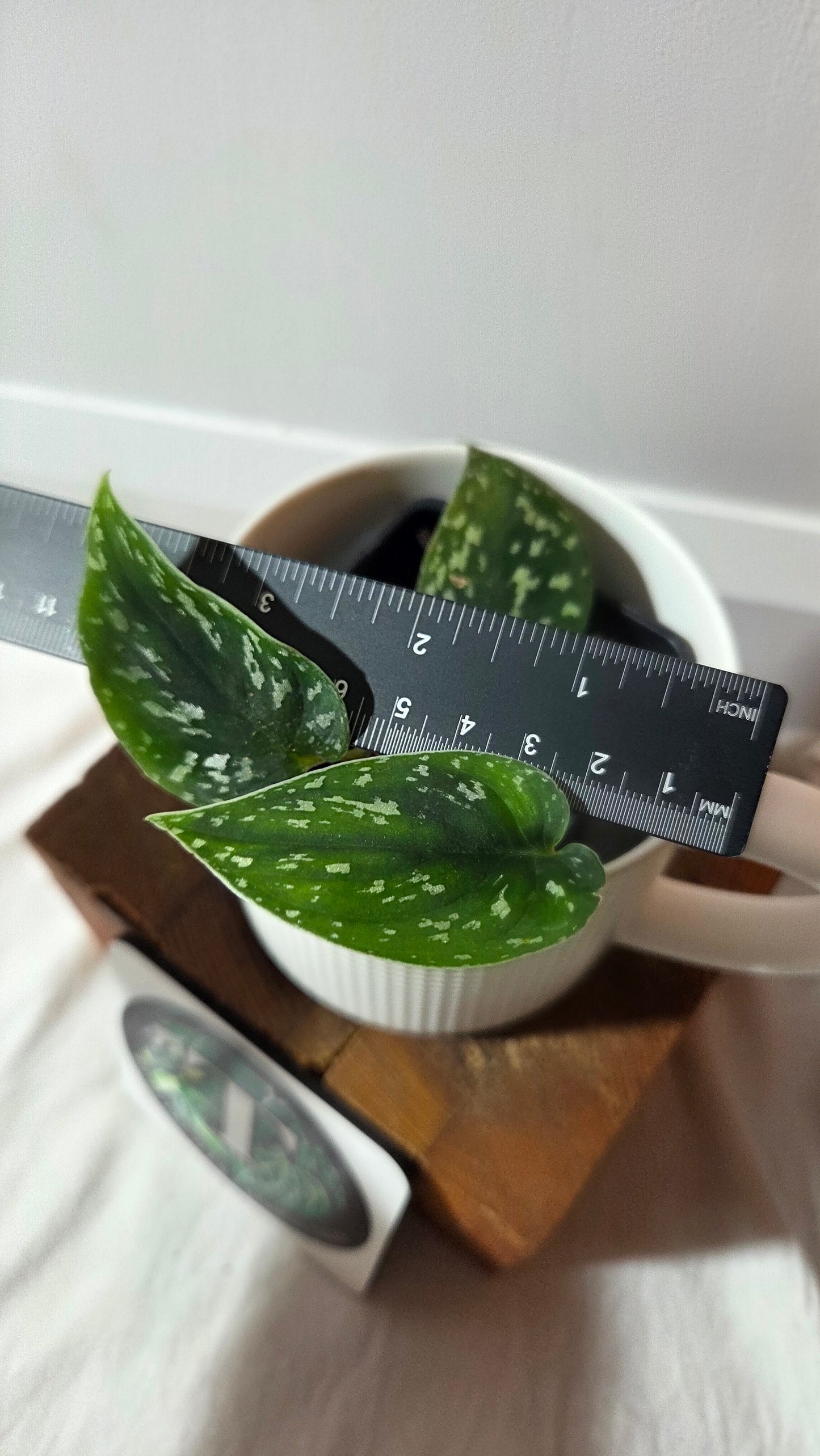 Scindapsus Tricolor Dark Form (SCI-1426)