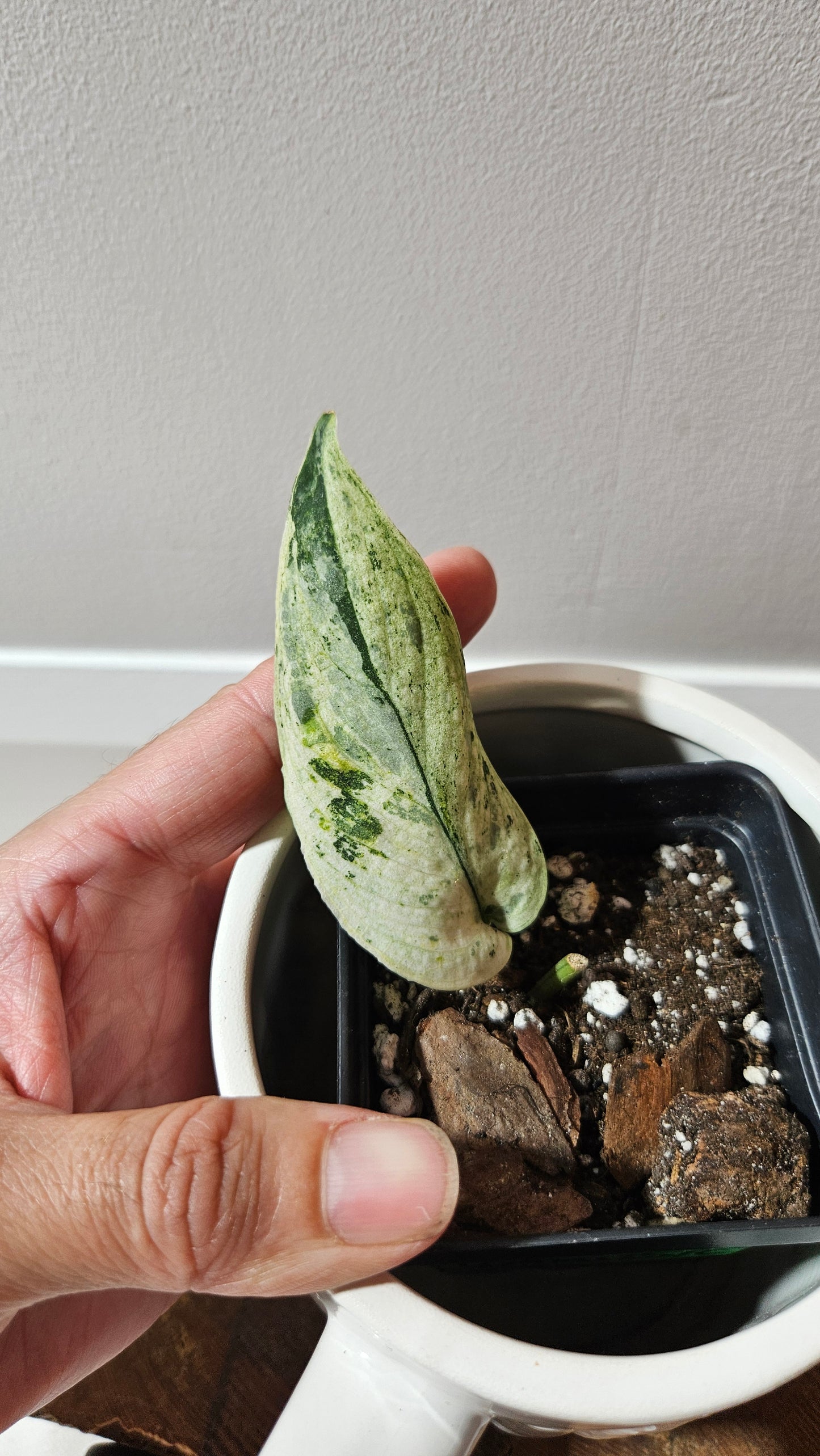 Scindapsus Black Dragon white (SCI-1206)