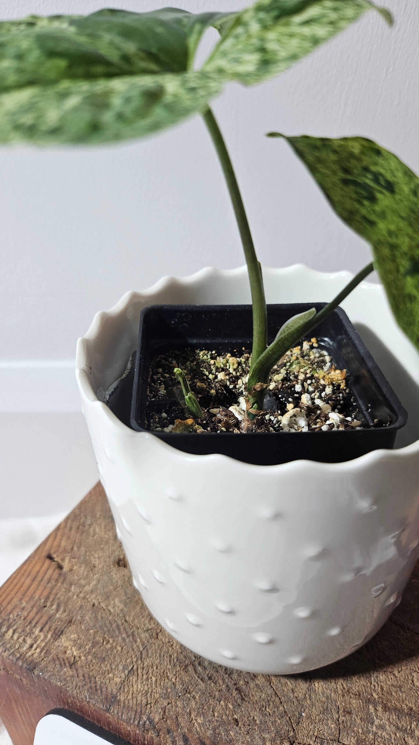 Syngonium Mojito (SYN-396)