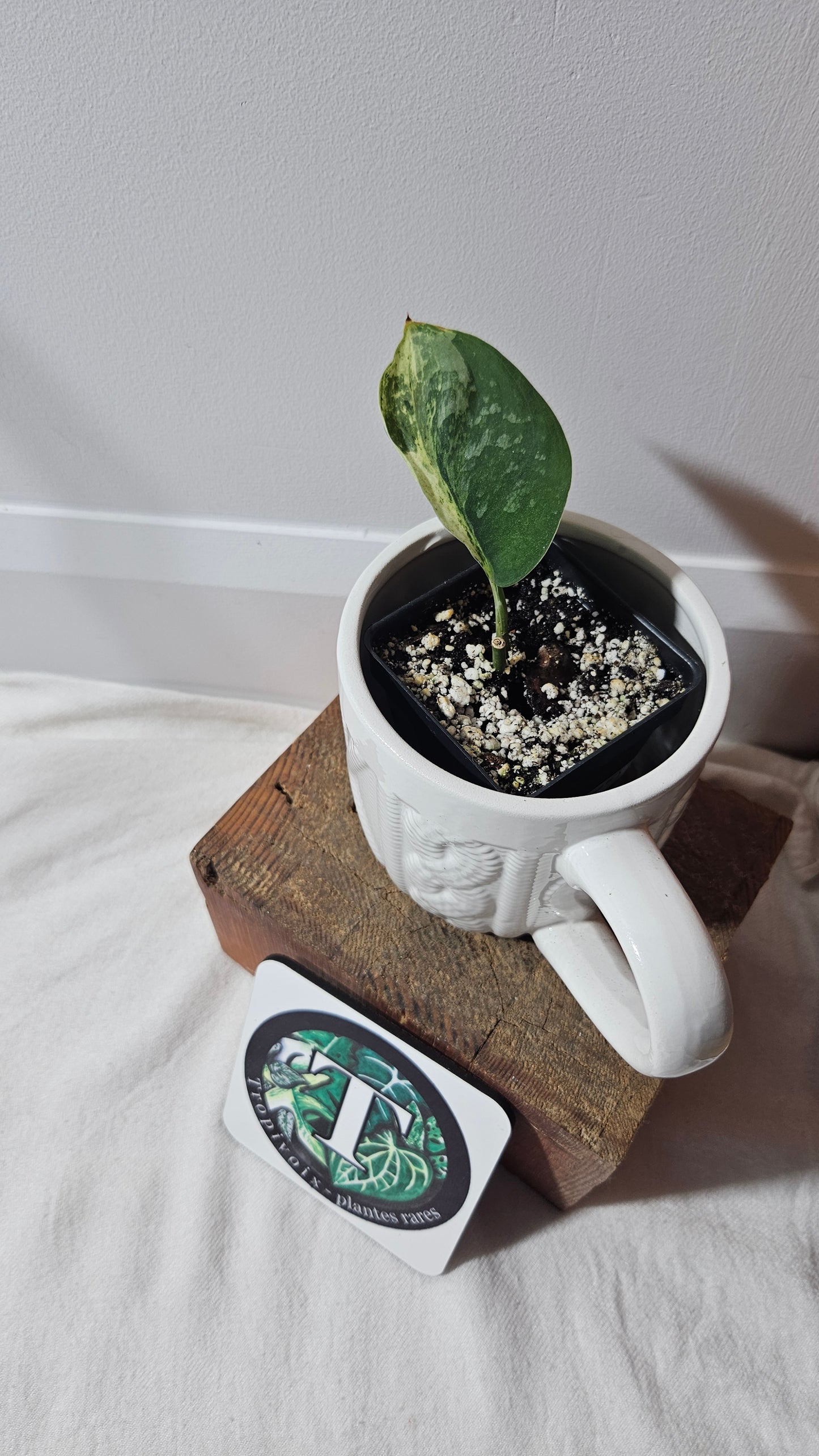 Scindapsus Black Dragon Variegata (SCI-858)