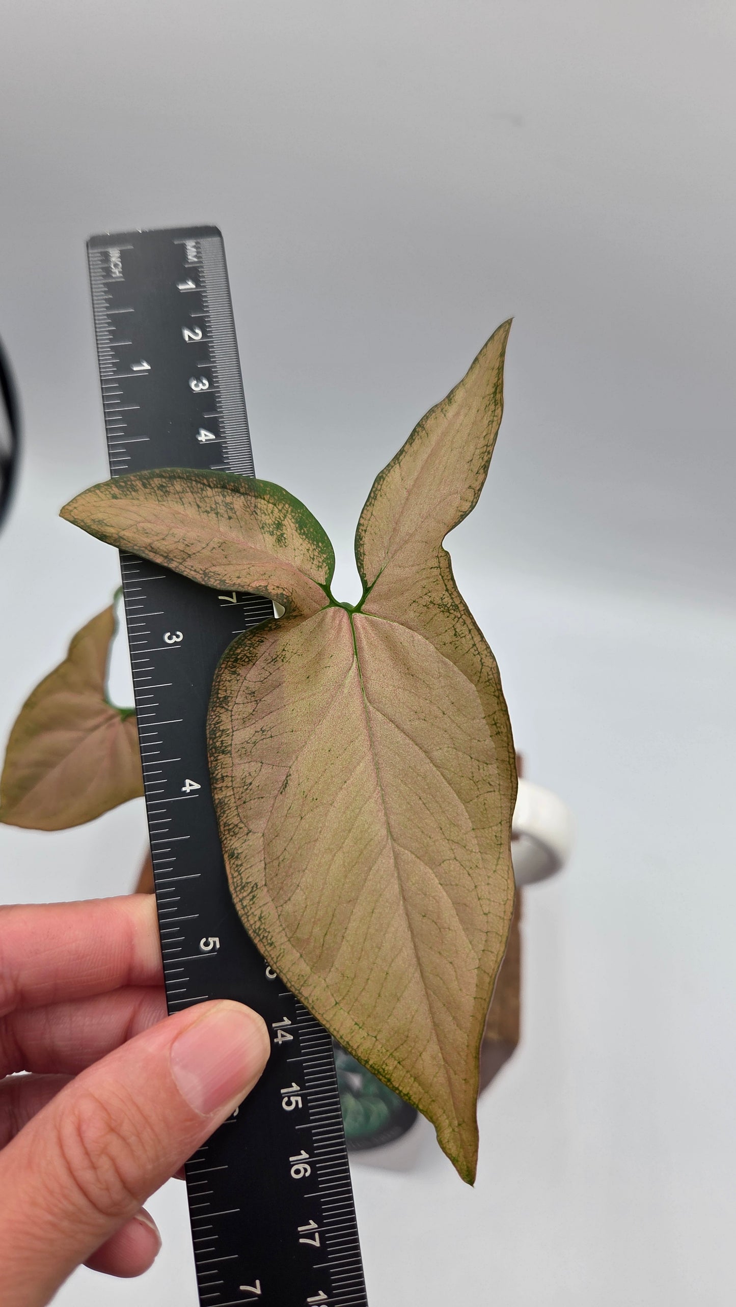 Syngonium Black Pink (SYN-525)
