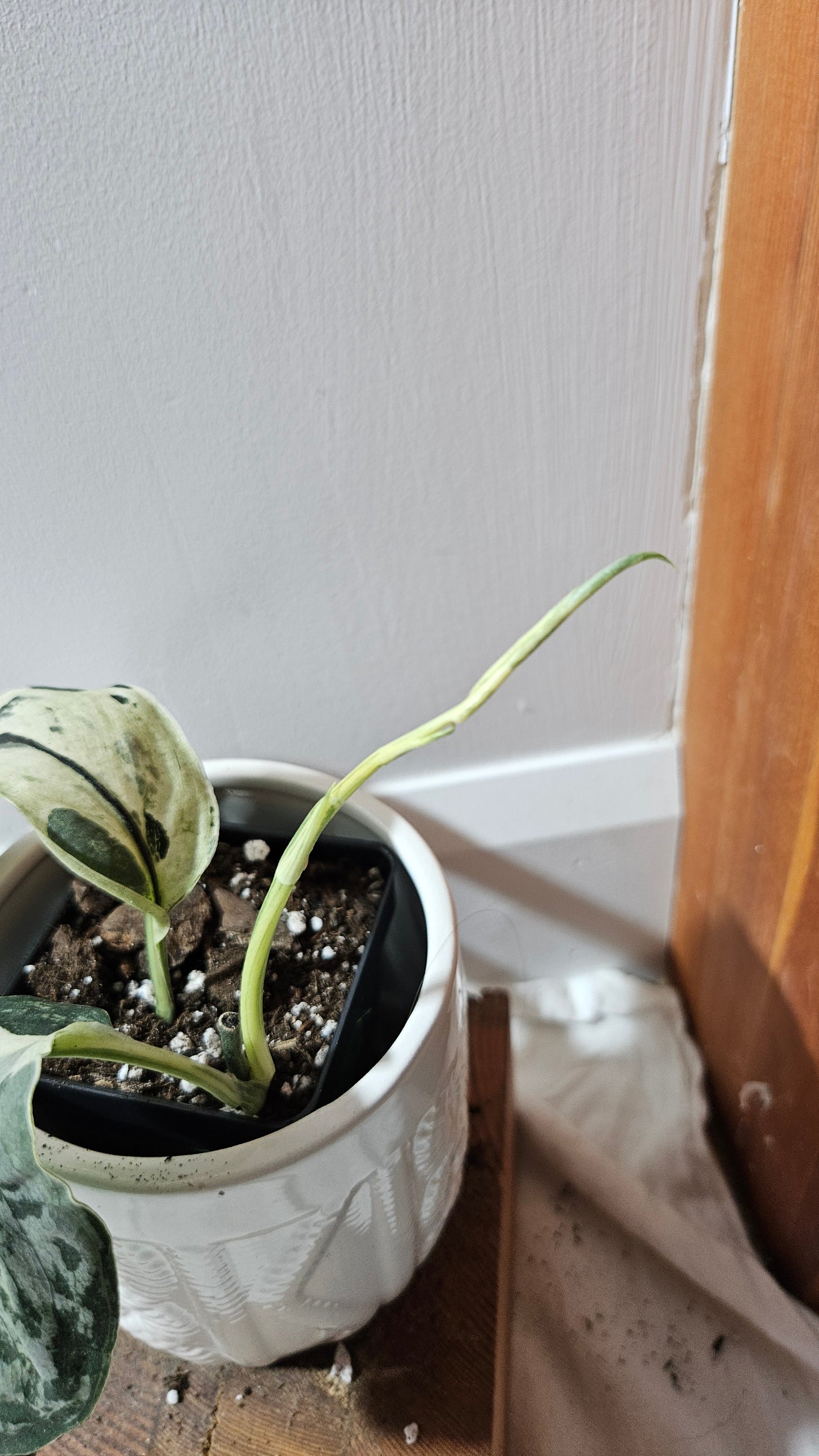Scindapsus Exotica Salaka Variegata (SCI-1251)