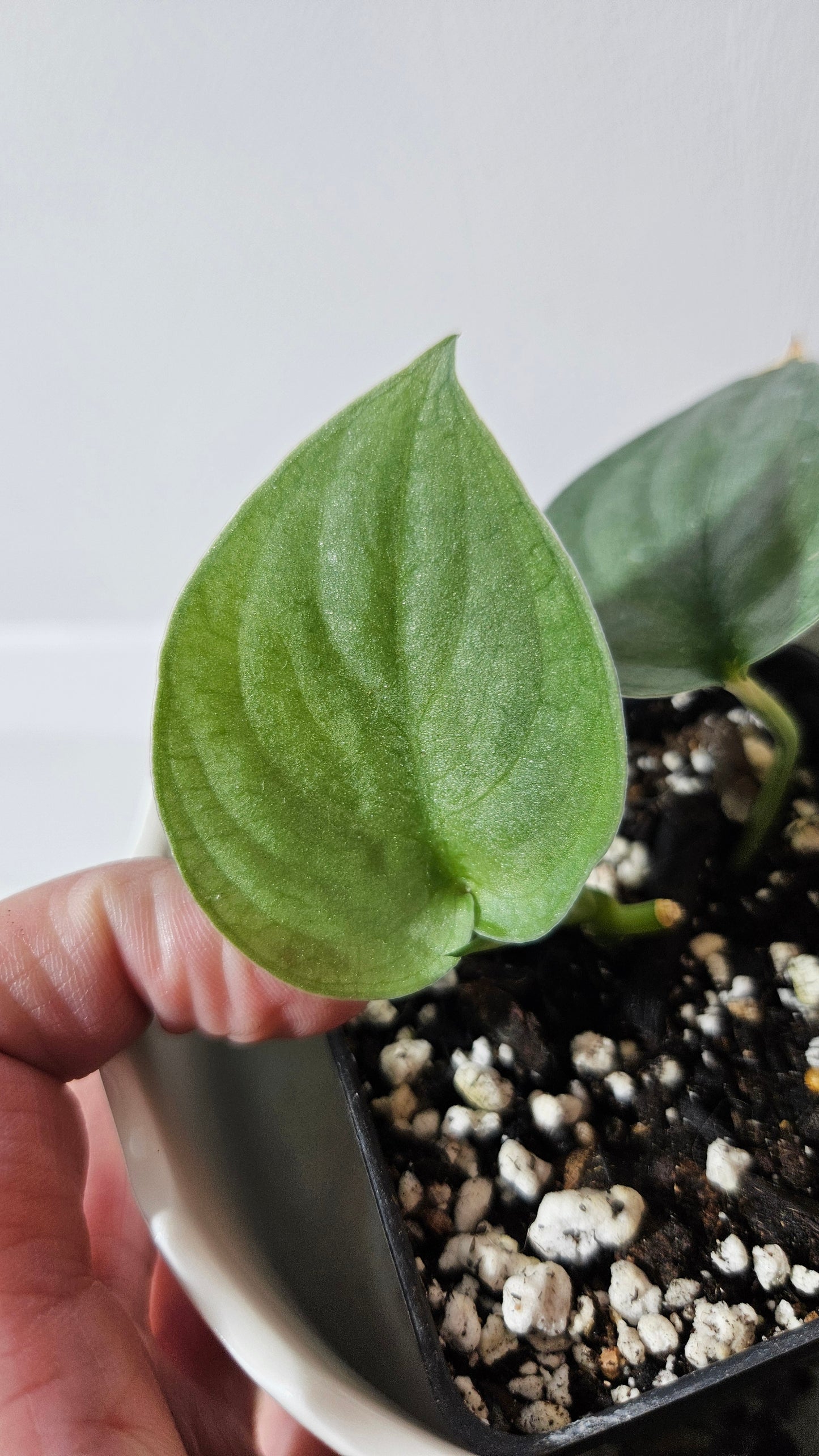 Scindapsus Silver Dragon (SCI-513)