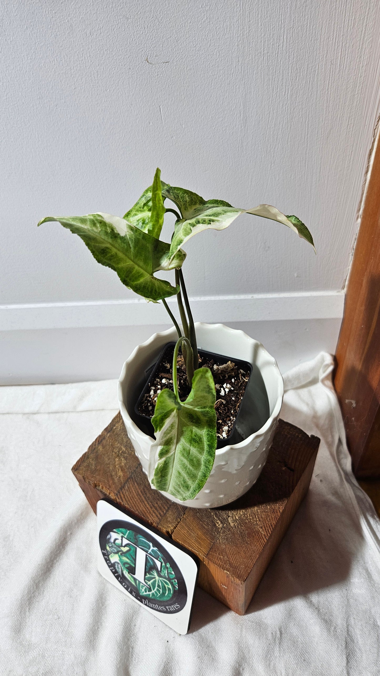 Syngonium T25 (SYN-428)