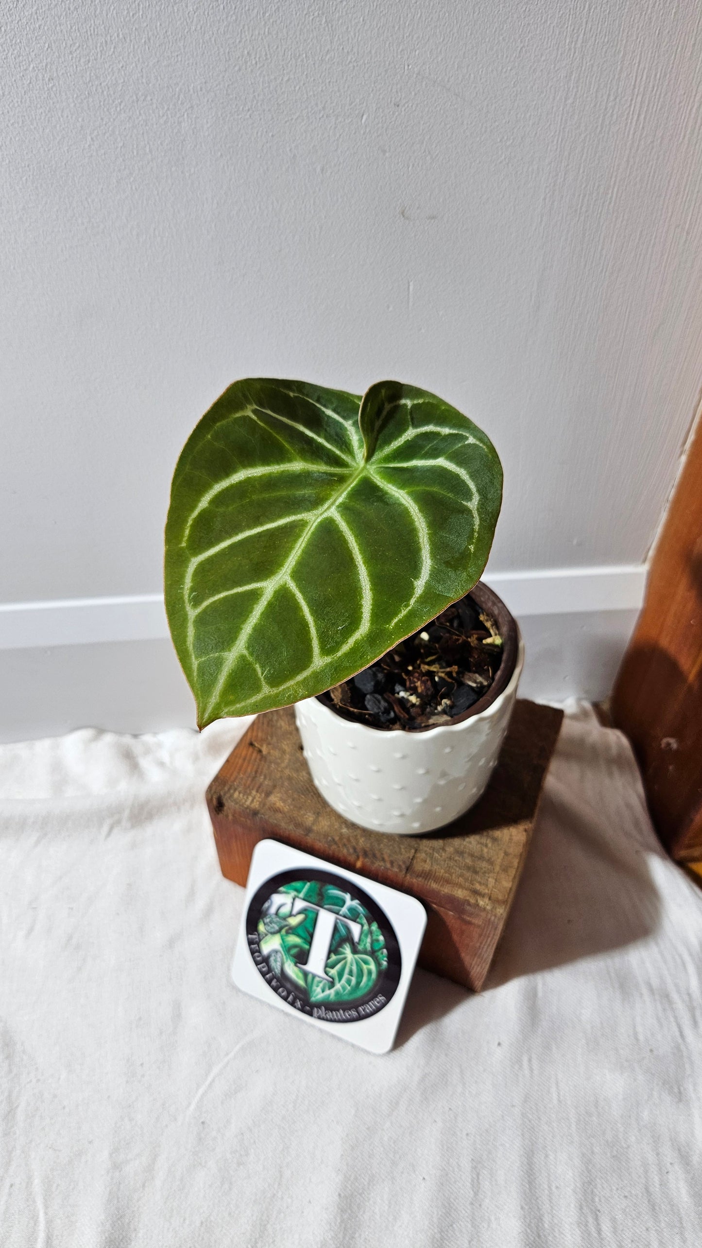 Anthurium Domino Hybrid "format MOYEN" (ANT-521)