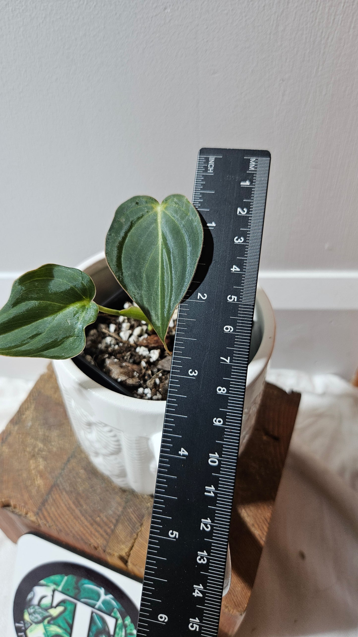Philodendron Glorious (PHI-904)