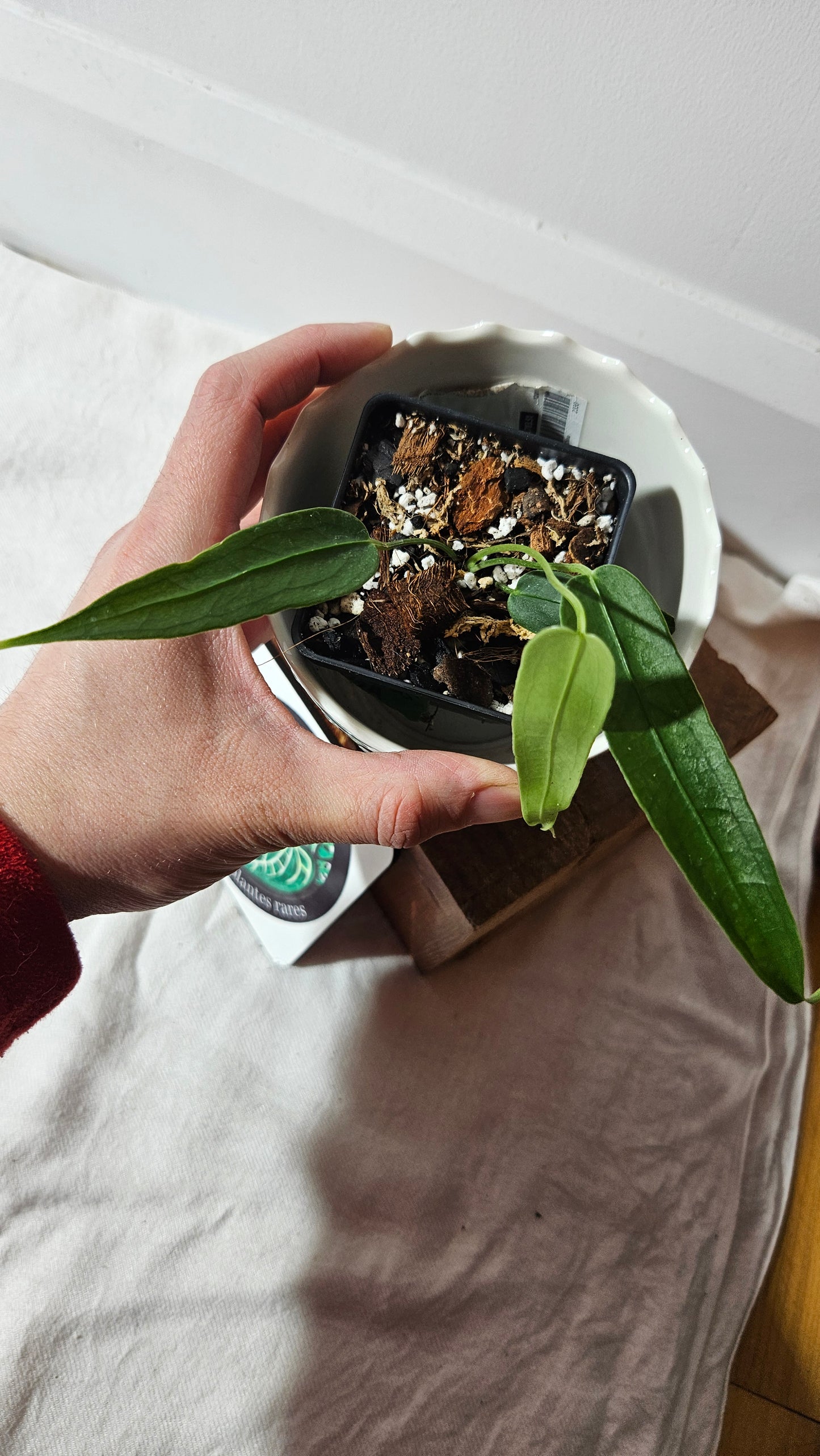 Anthurium Ecuadorense "format PETIT" (ANT-413)