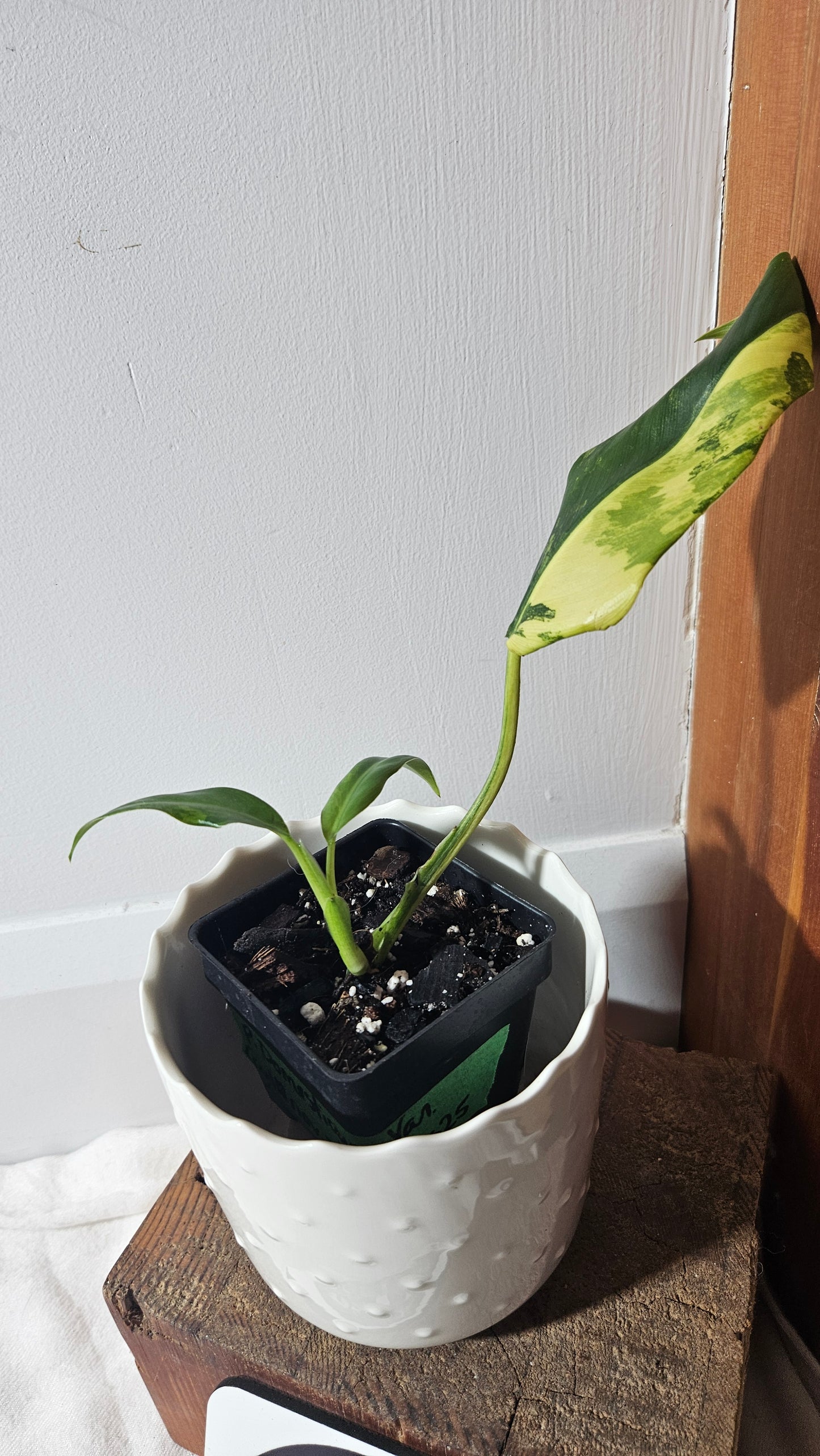 Philodendron Domesticum Variegata (PHI-775)