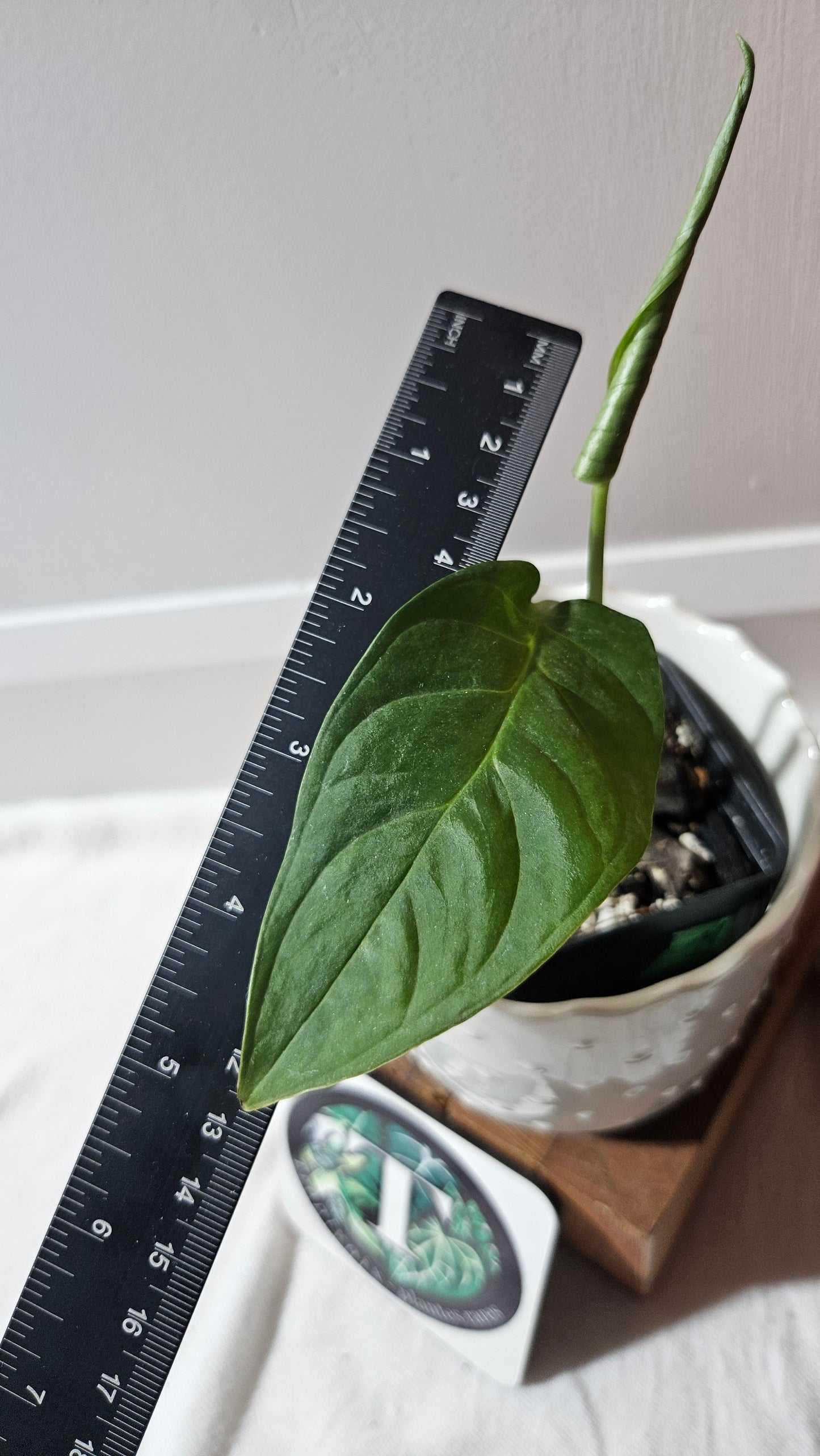 Monstera Obliqua Aff Esmeraldense Golden (MON-439)