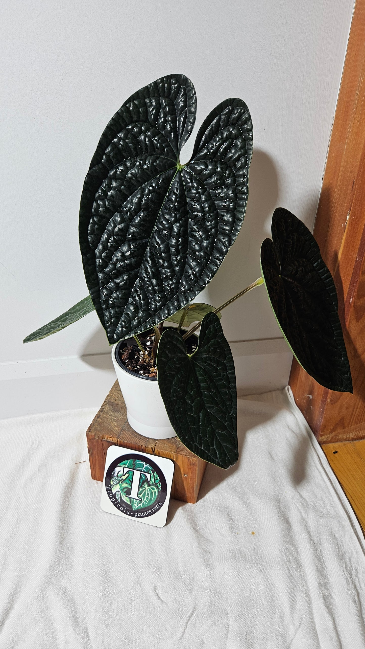 Anthurium Luxurians Dark "format XLARGE" (ANT-419)