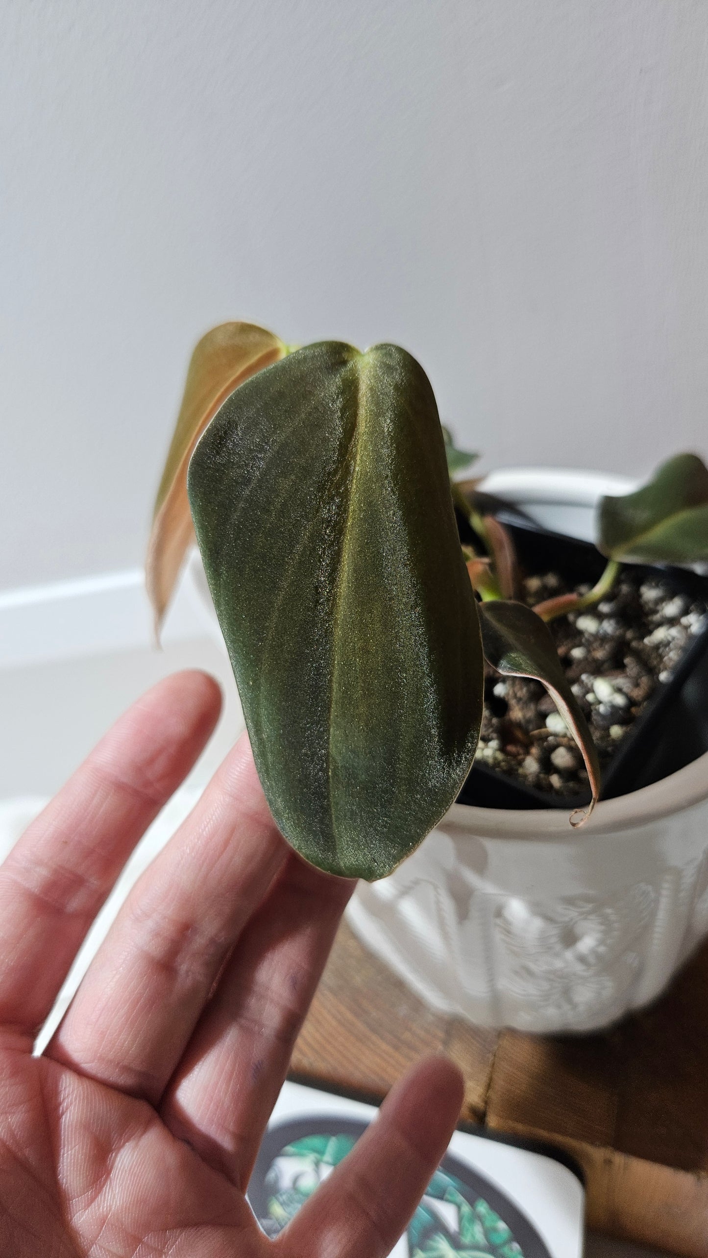 Philodendron Gigas (PHI-908)