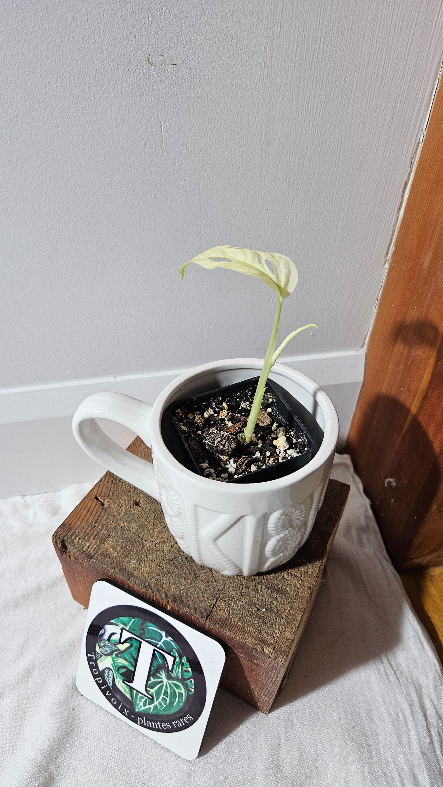 Monstera Andasonii Archipelago Ghost (MON-469)